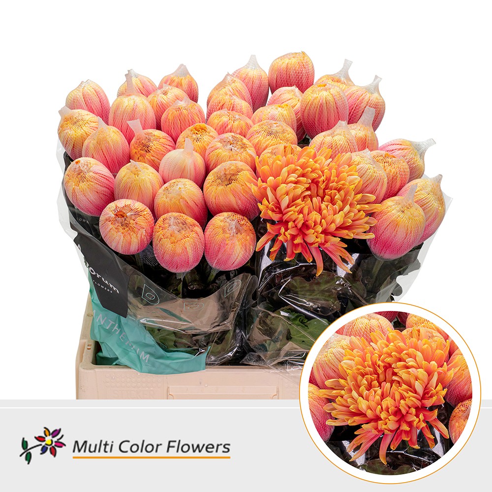 Chrysanth Single Painted Antonov Sunshine 70cm