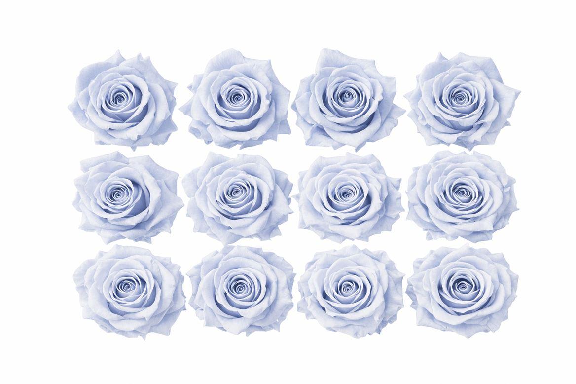 Ro Pres Mini Lavender