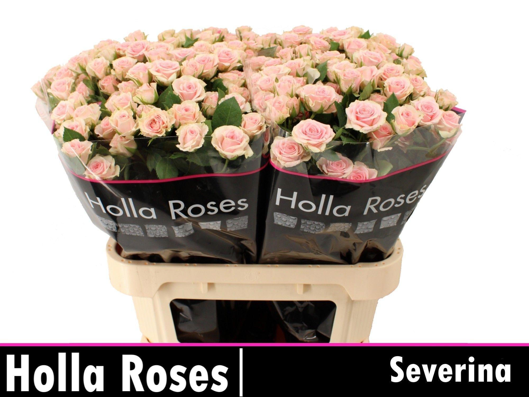 Rosa Spr Severina 70cm
