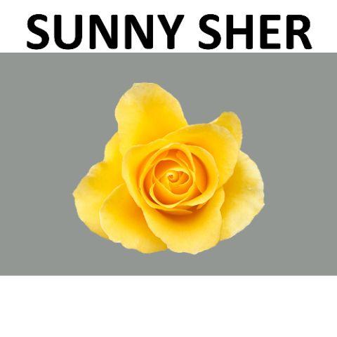 Rosa Sweethrt Sunny Sher 50cm