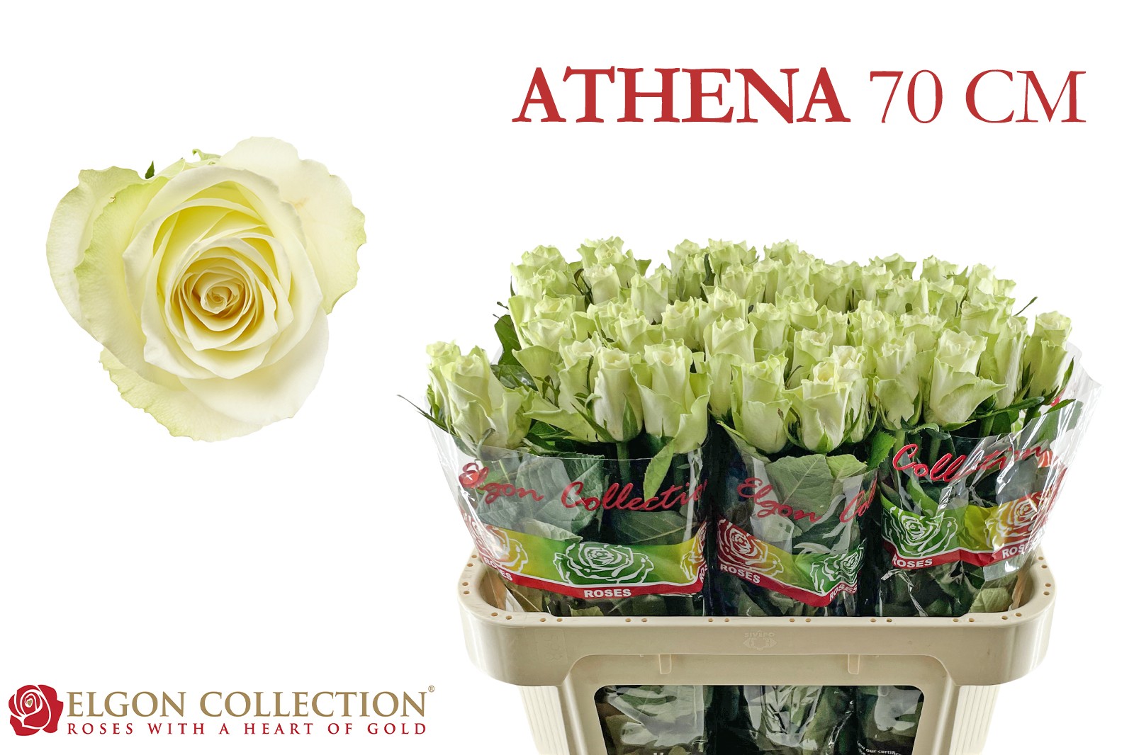 R Gr Athena