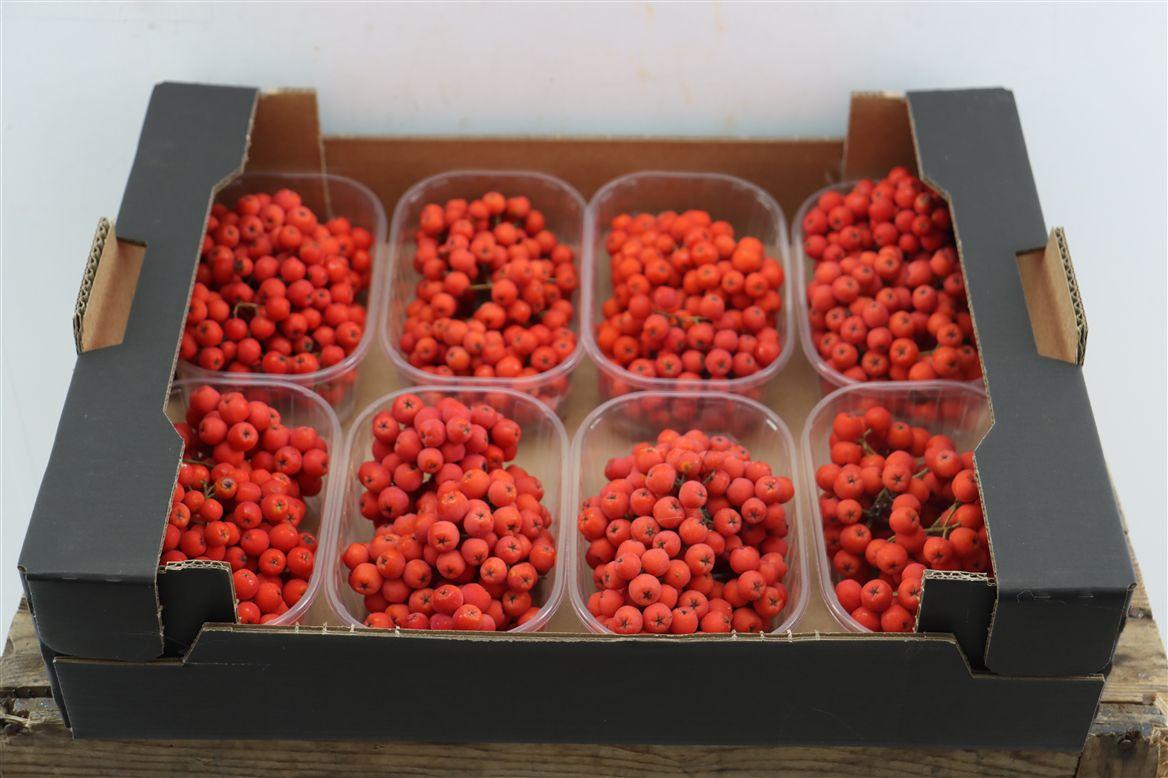 Sier Sorbusbes Red X8