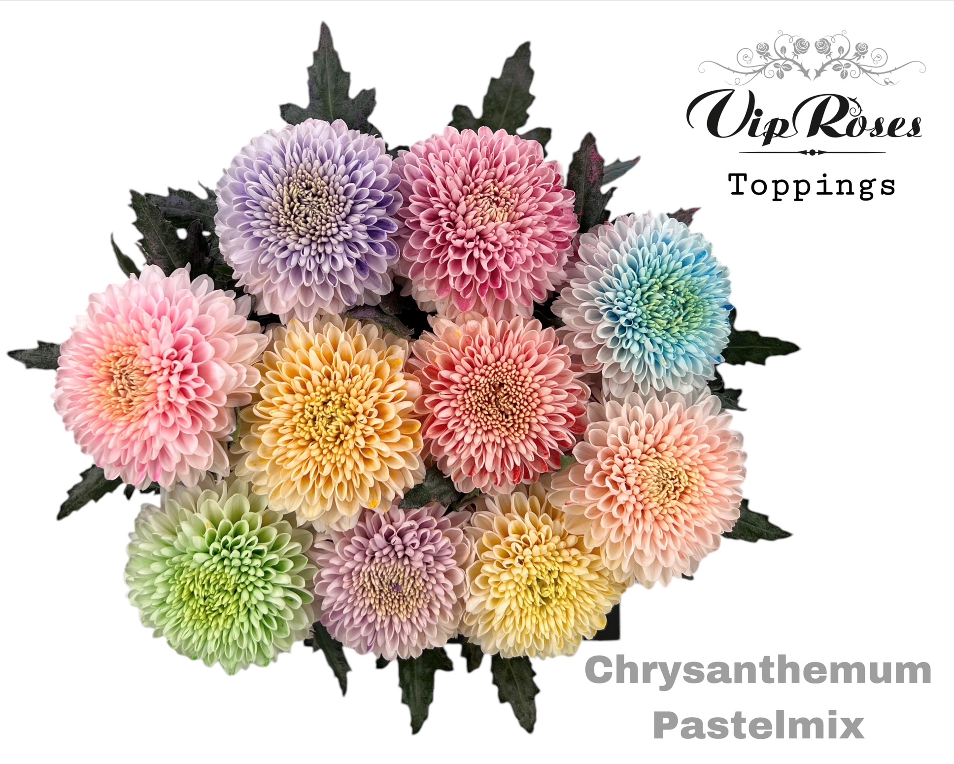 Chr G Pastelmix 75 cm