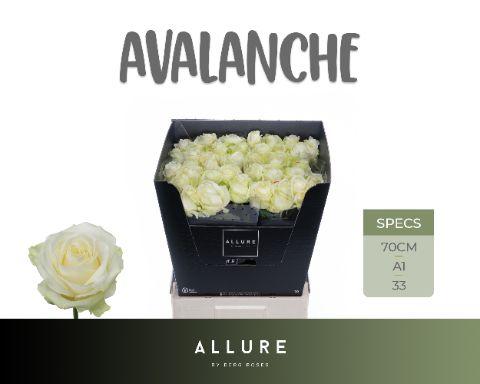 Rosa Avalanche 70cm