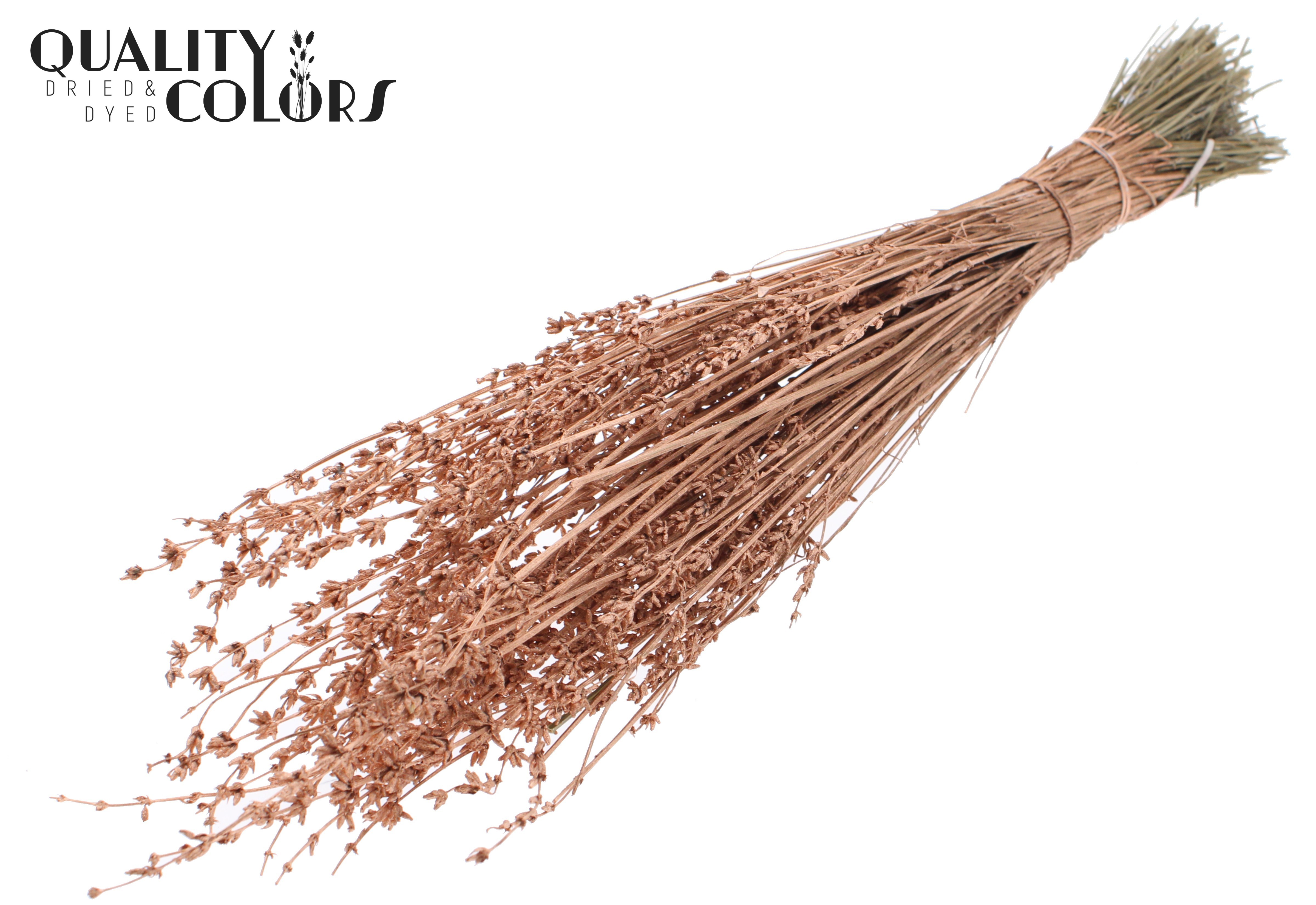 Lavandula Copper Per Bunch 50cm