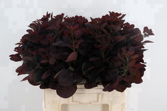 Cotinus Coggygria Royal Purple 60cm