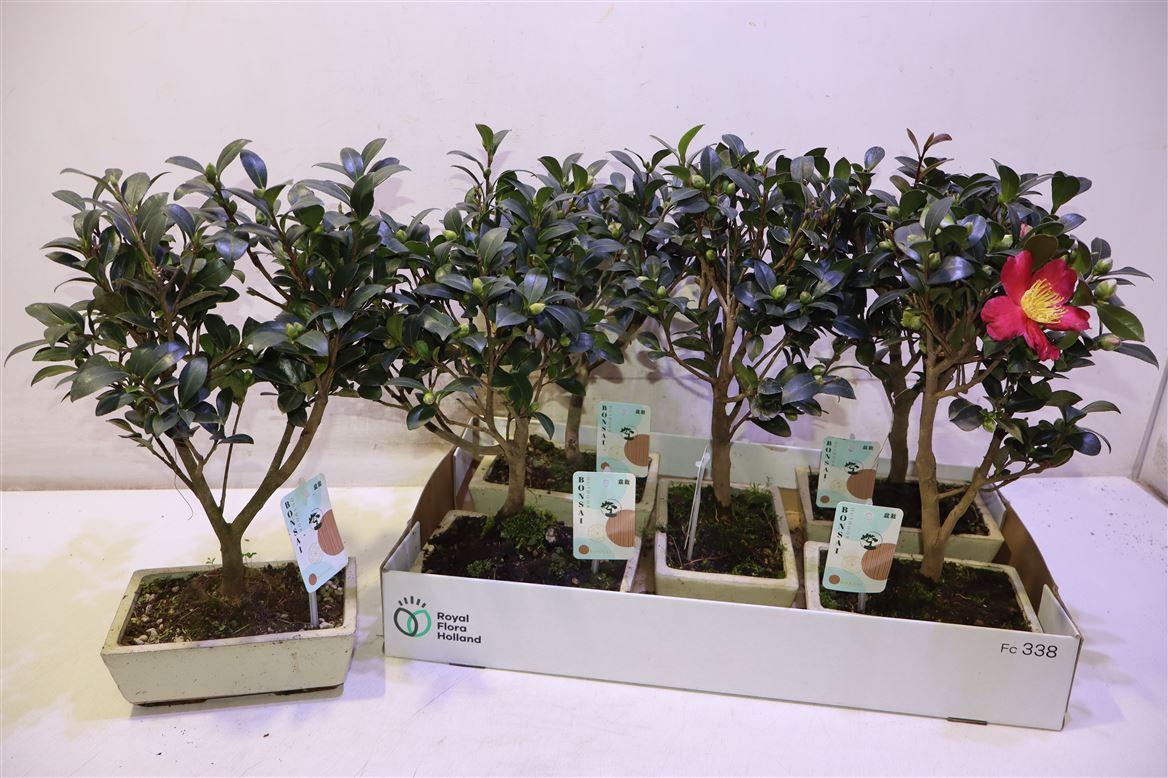 Bonsai Ov In Keramiek