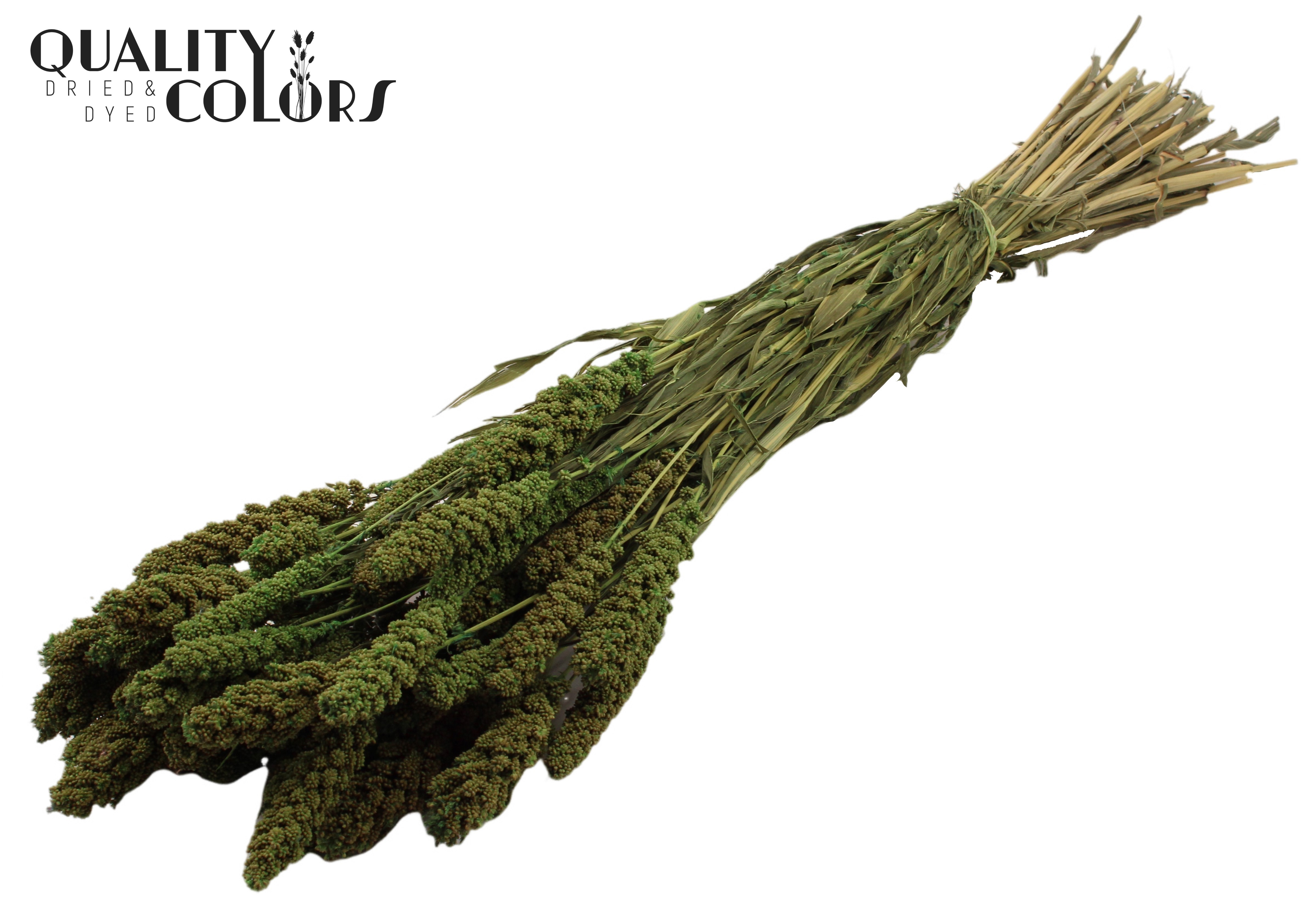 Panicum Light Green Per Bunch 70cm