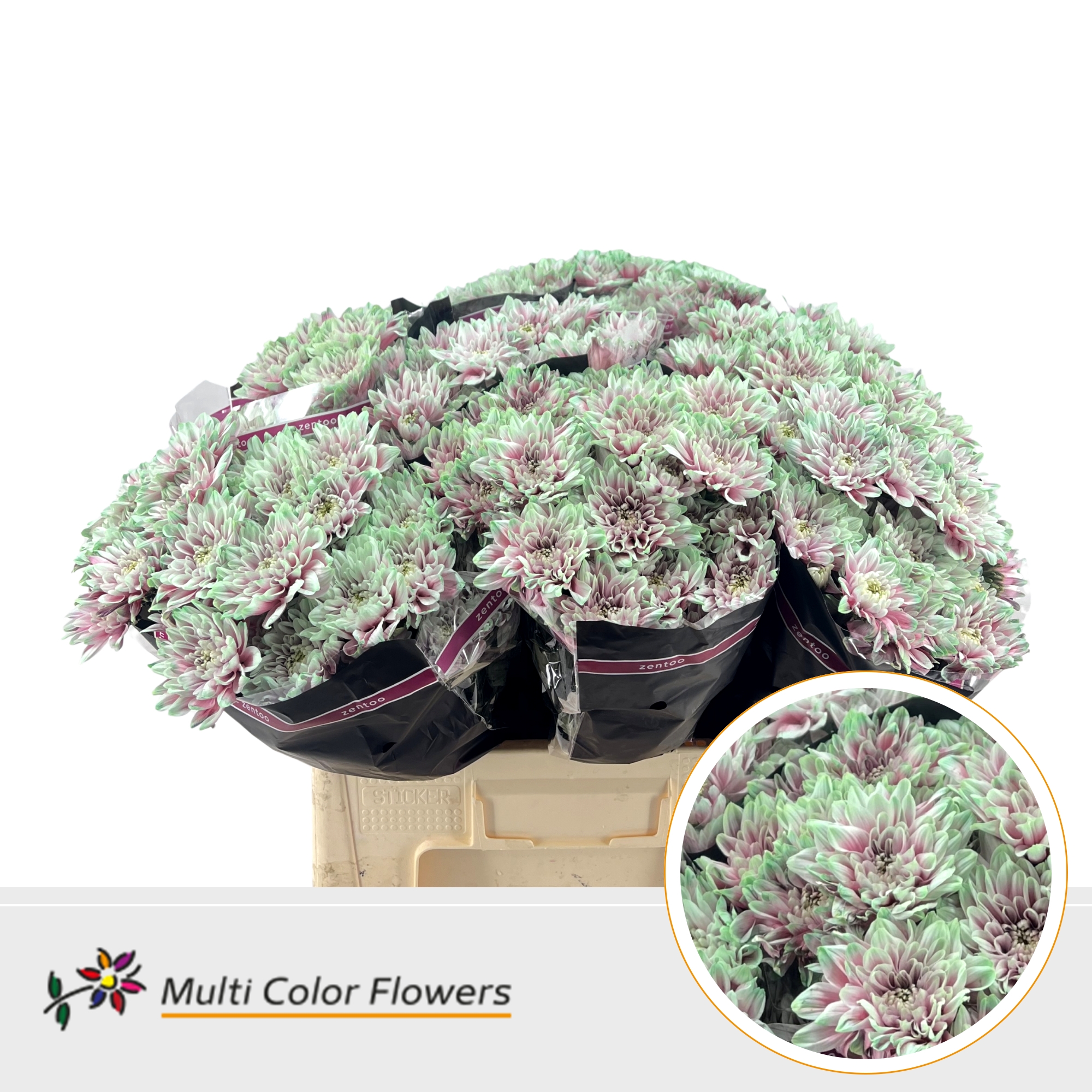 Chrysanth Spray Painted Baltica Watermelon 60cm