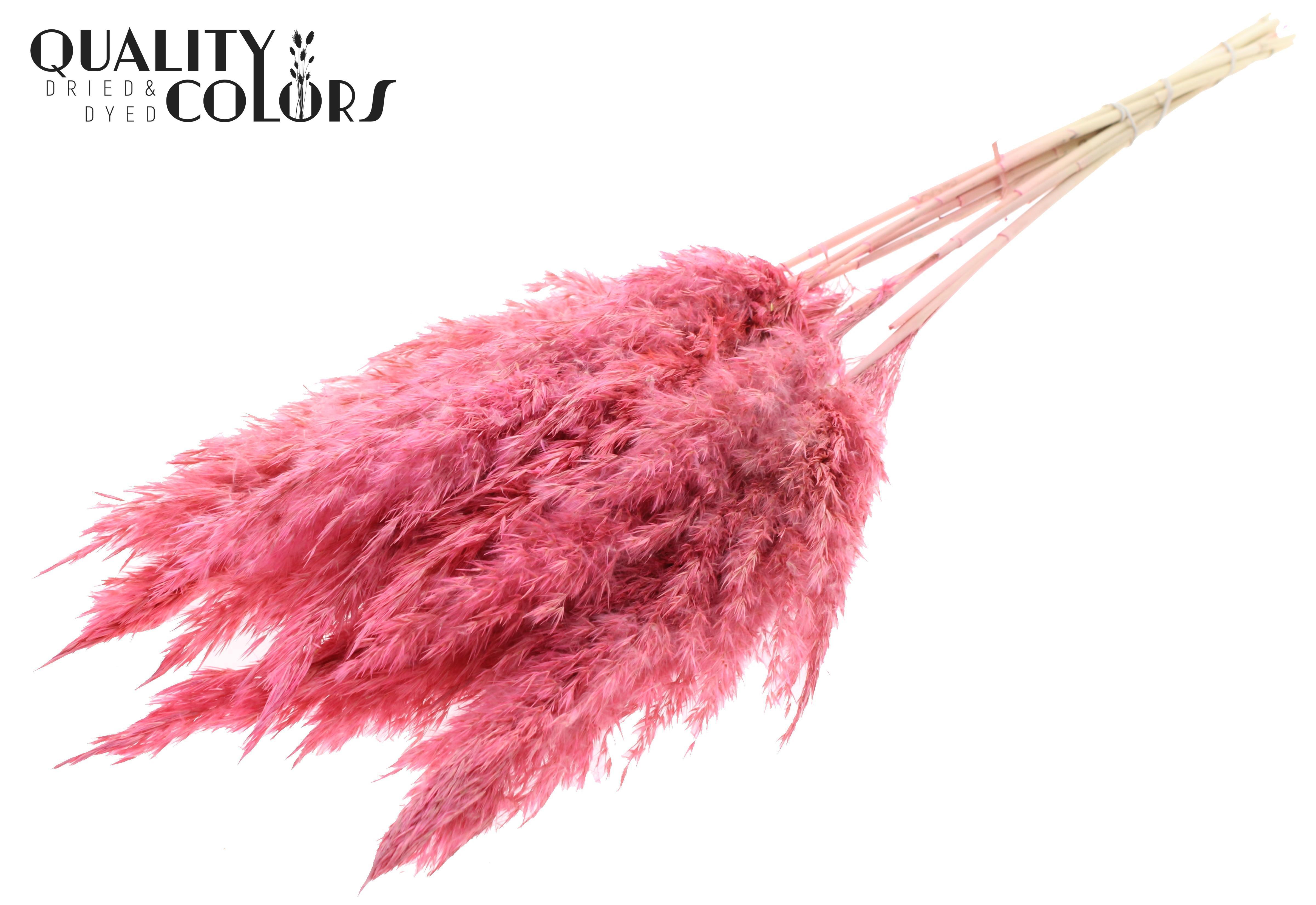 Pampas Grass Frosted Pink Per Bunch 70cm