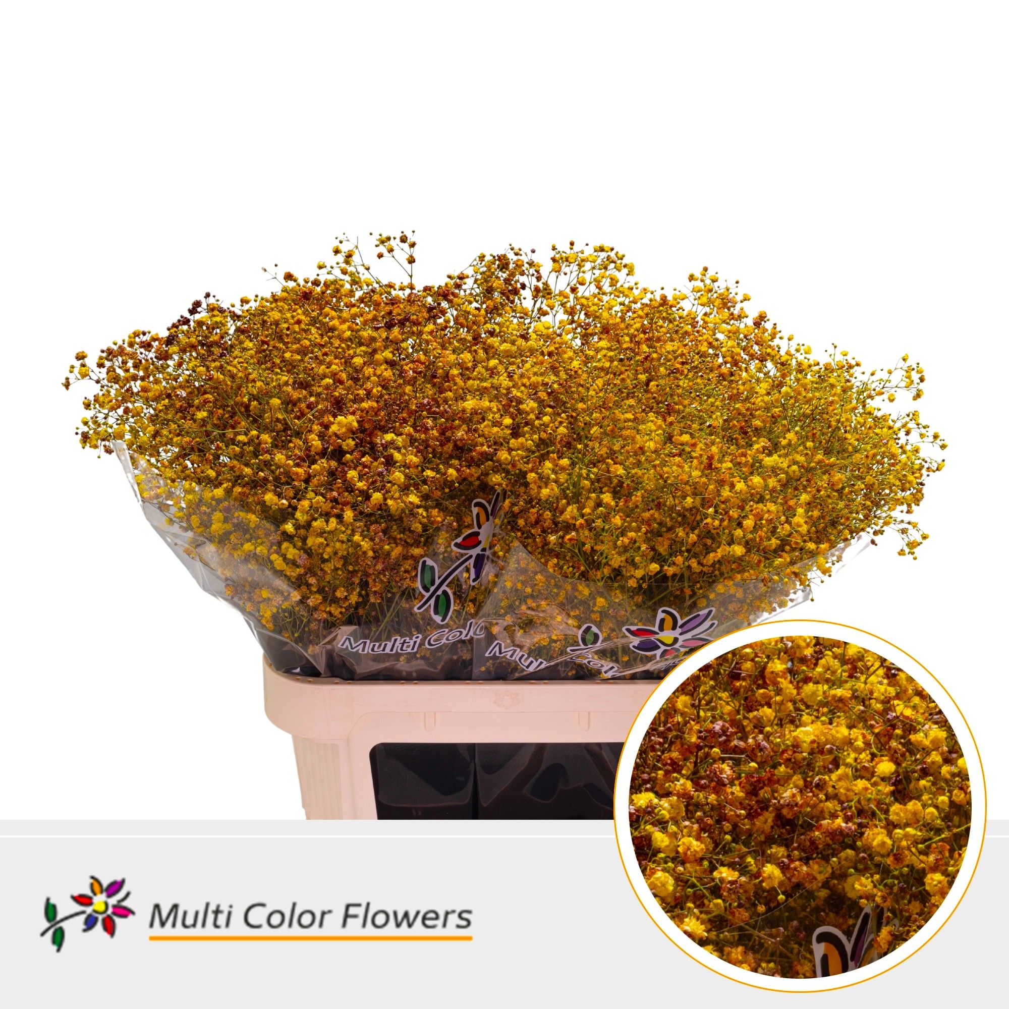 Gypsophila Painted Xlence Autumn 80cm