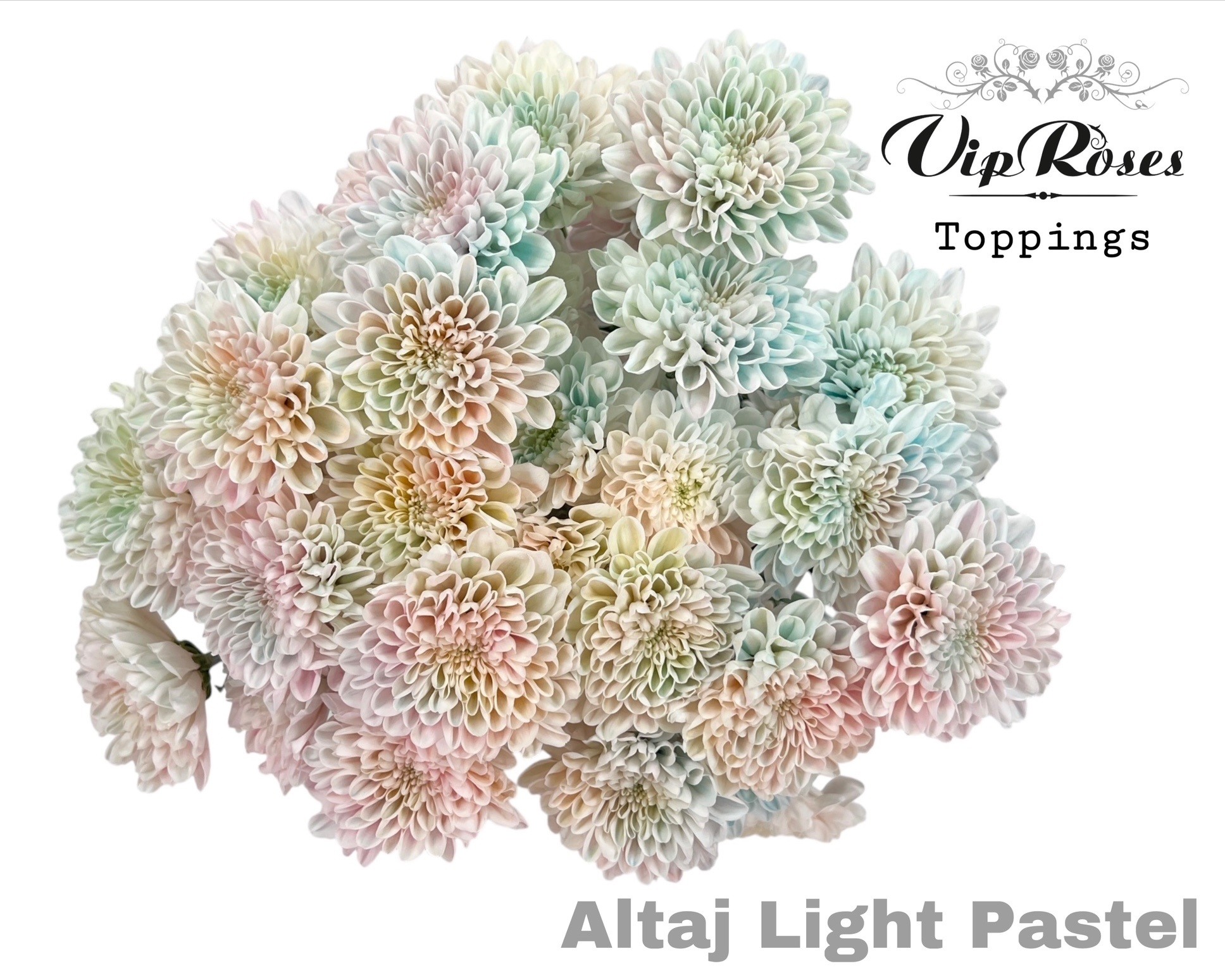 Chrysanth Spray Painted Altaj Light Pastel 70cm 115gr.