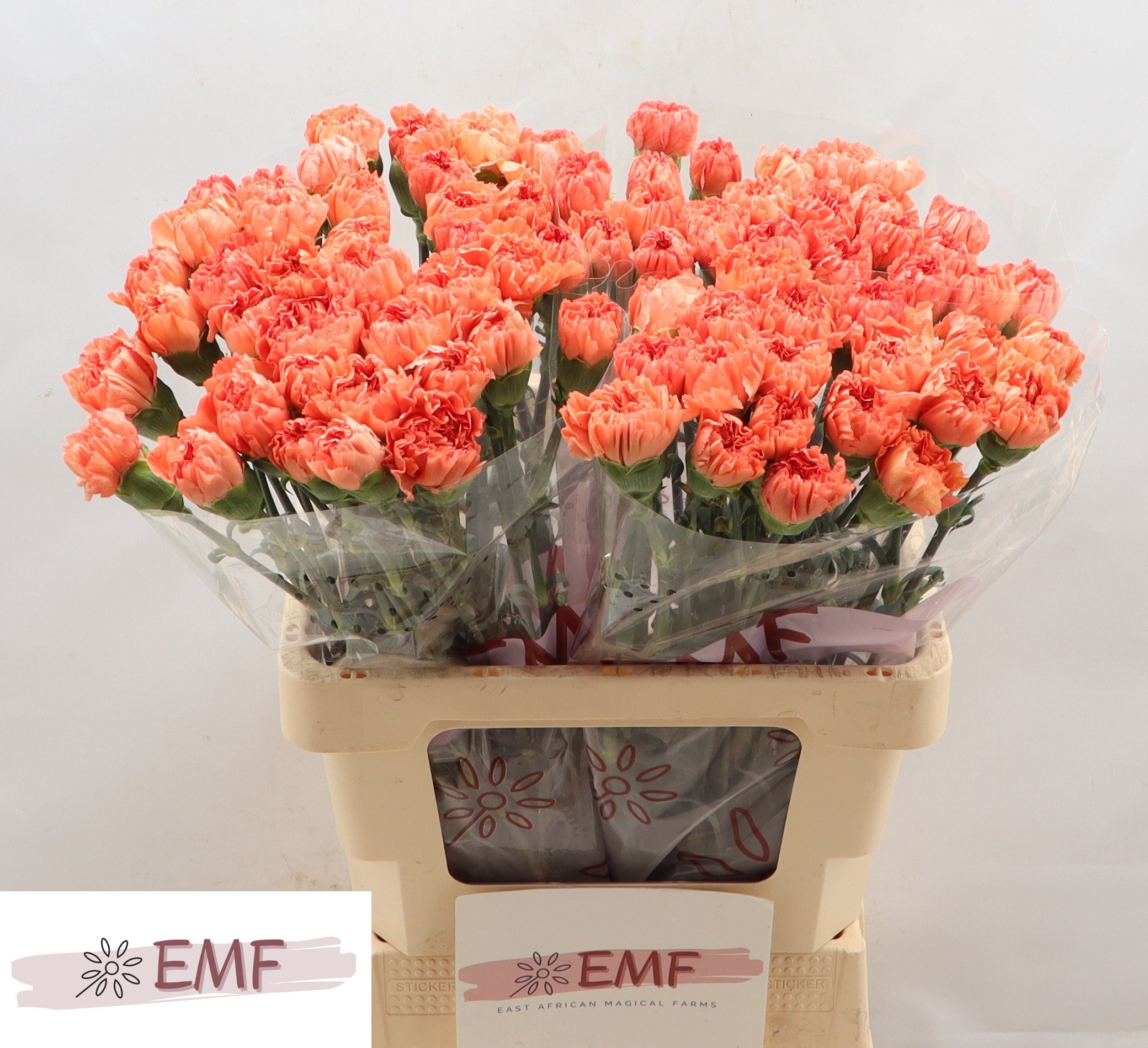 Dianthus St Tamarind 60cm