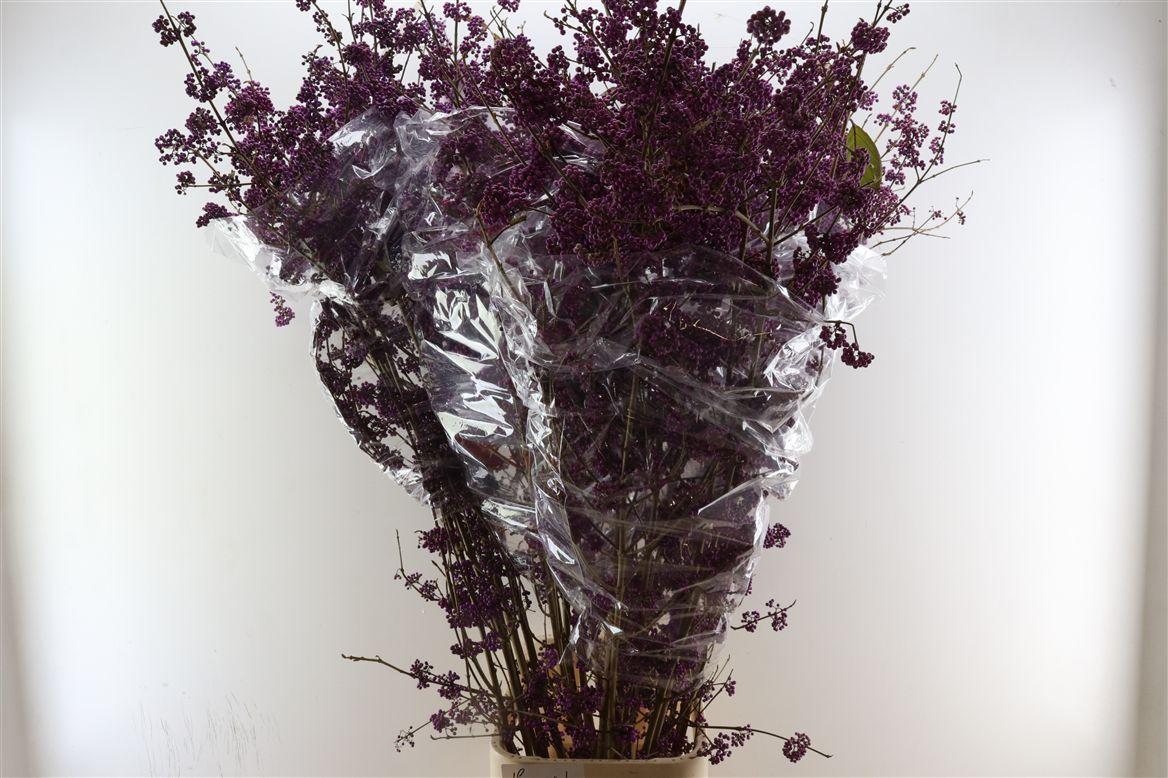 Callicarpa Xxl