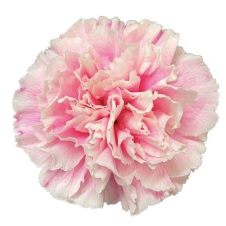Di St Molly Pastel Pink