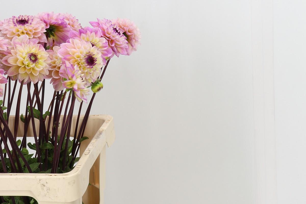 Dahlia Yellow Jill