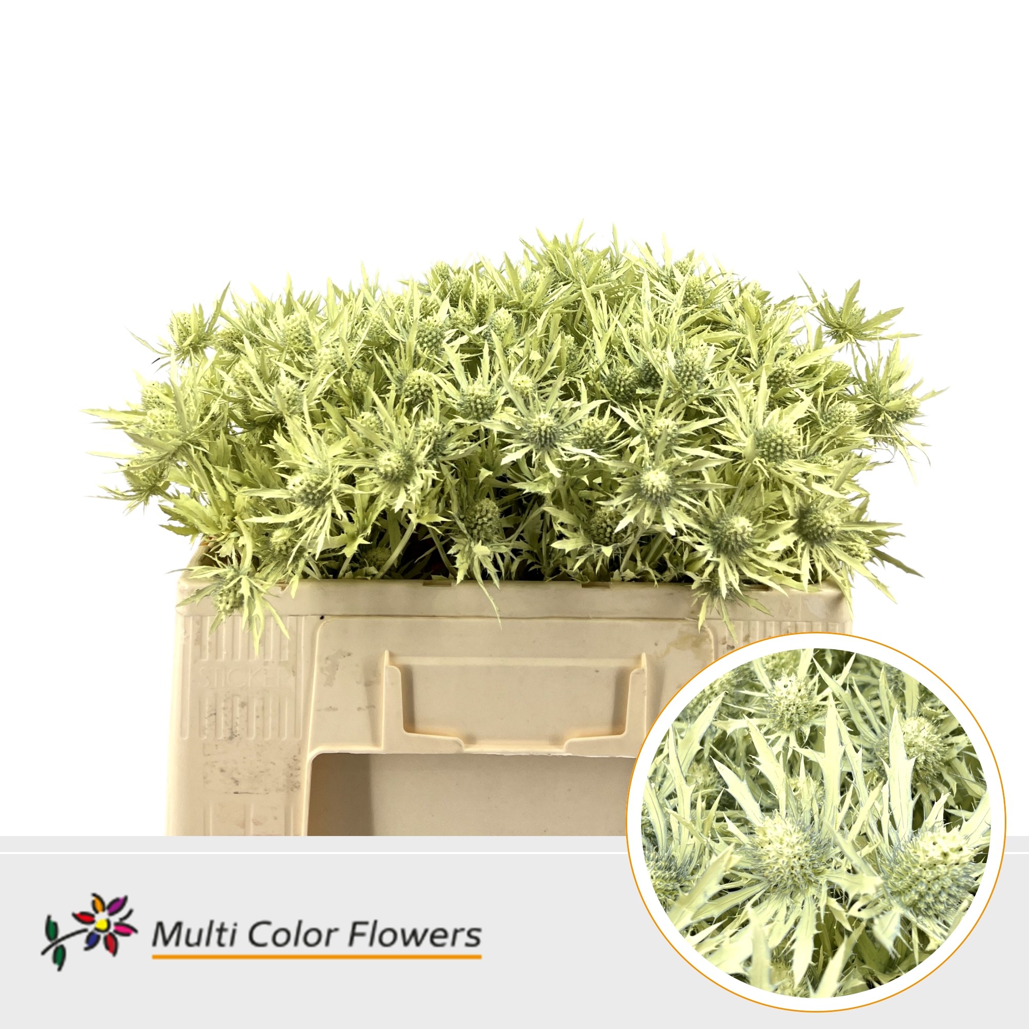 Eryngium Creme