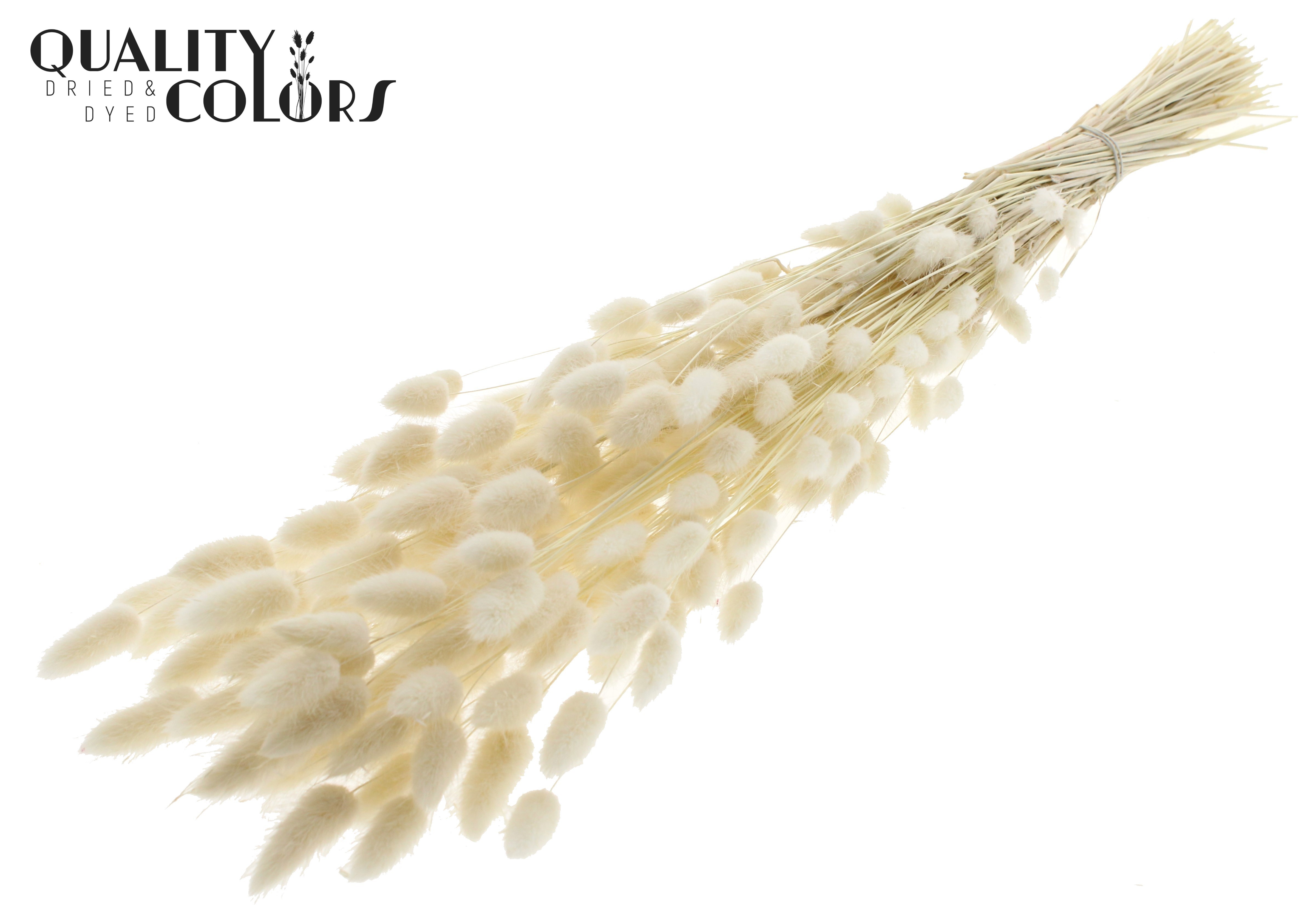 Lagurus Intense White Per Bunch 70cm