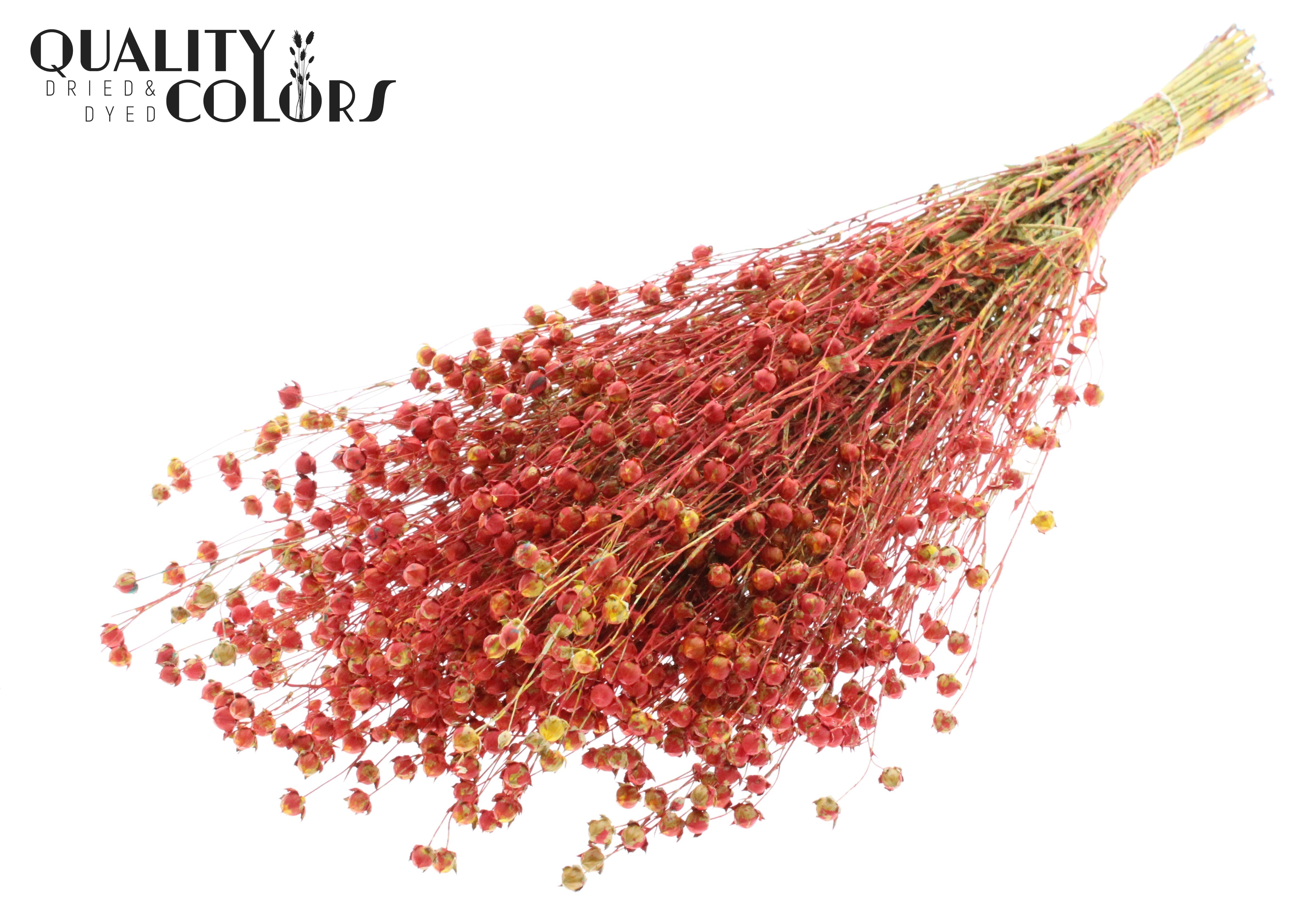 Lino Flax Red Per Bunch 50cm