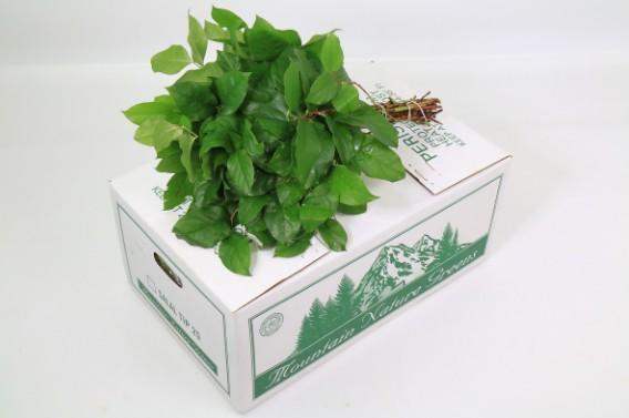 Cutgreens Salal Tips