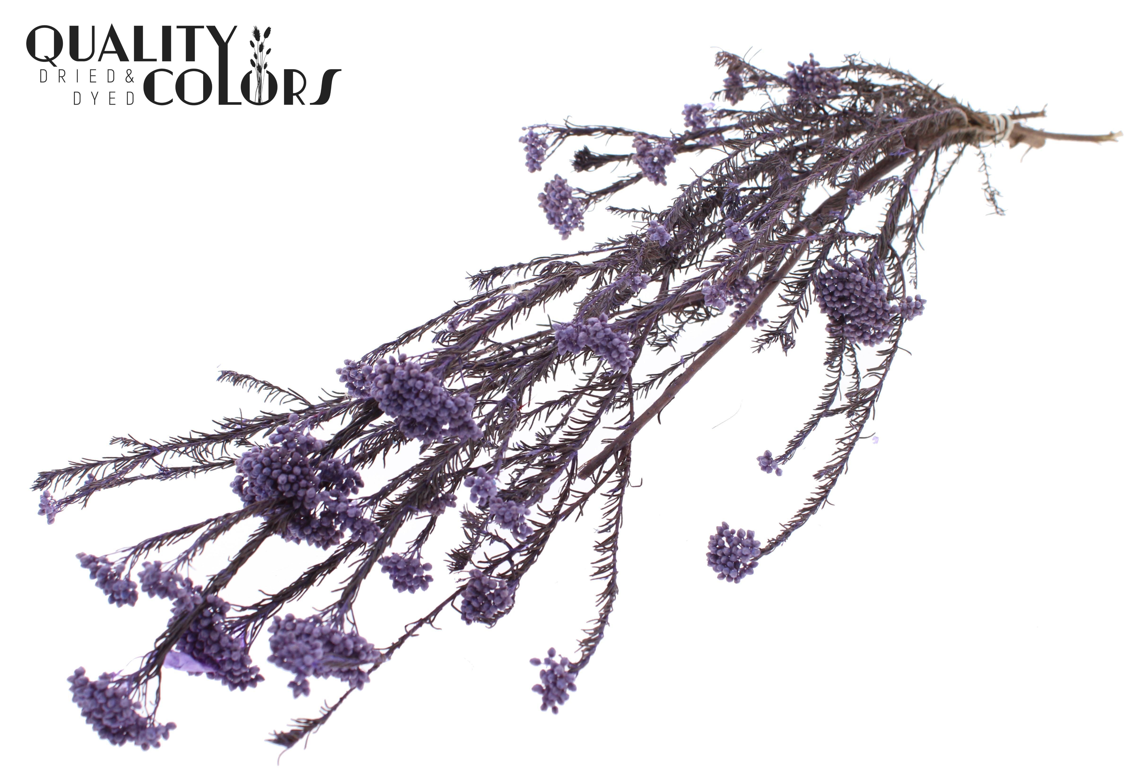 Ozothamnus Milka Per Bunch 70cm