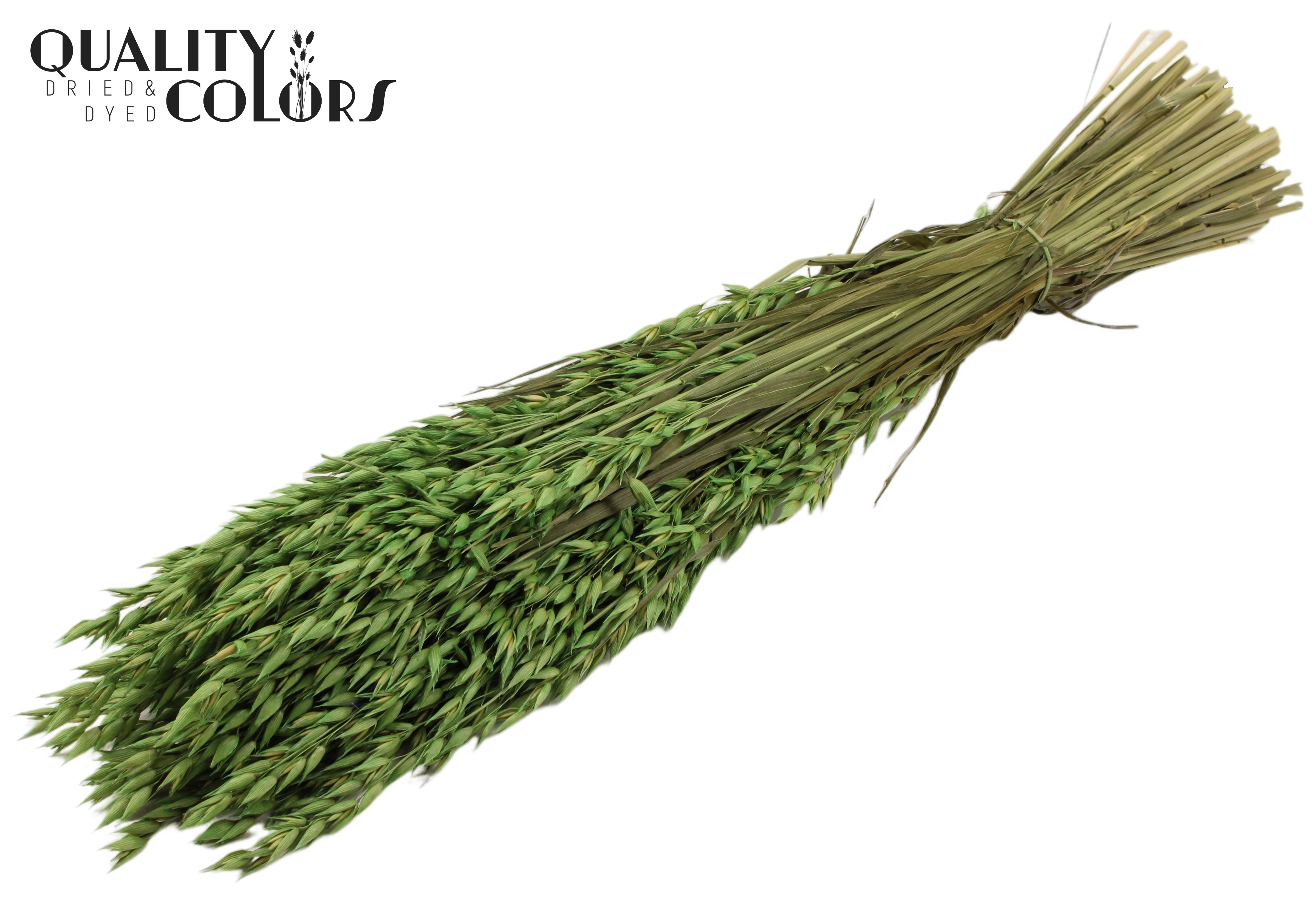 Avena Light Green Per Bunch 60cm