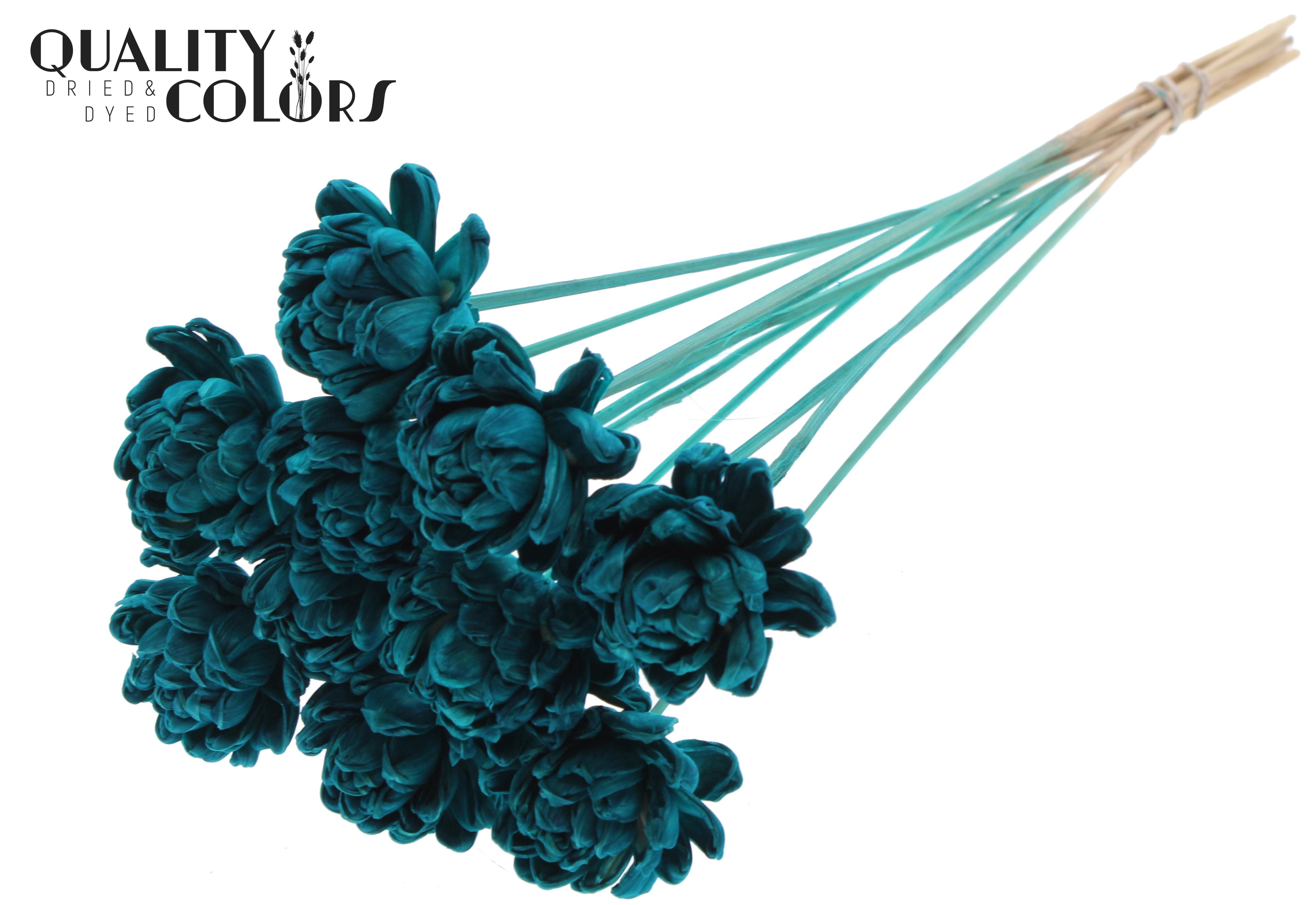 Shola New Beauty Rose Turquoise 50cm