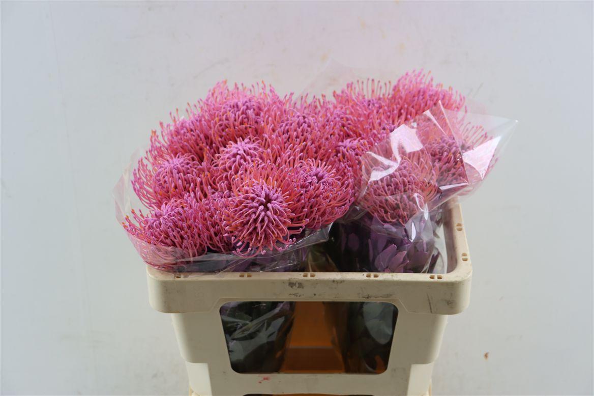 Leuco Klbh New Rose