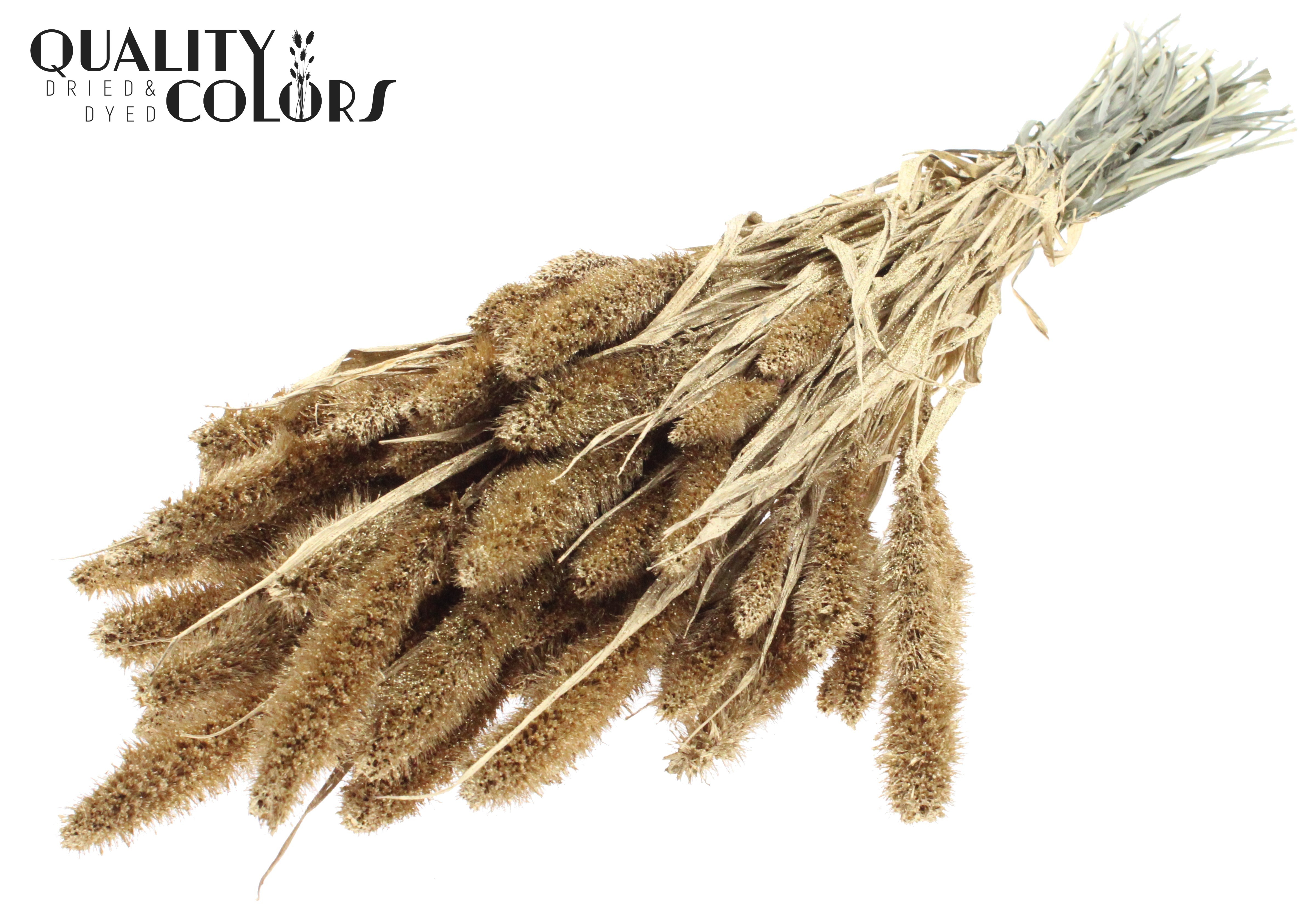 Setaria Antique Gold + Glitter Per Bunch 70cm