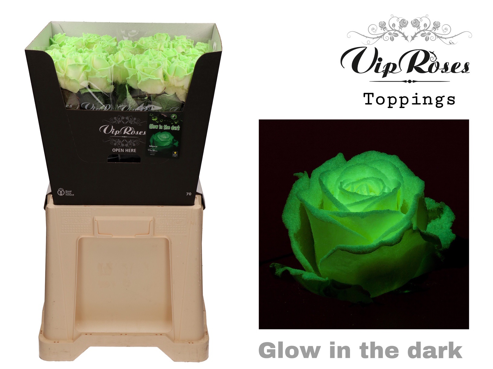 Rosa Painted Glow In The Dark 70cm