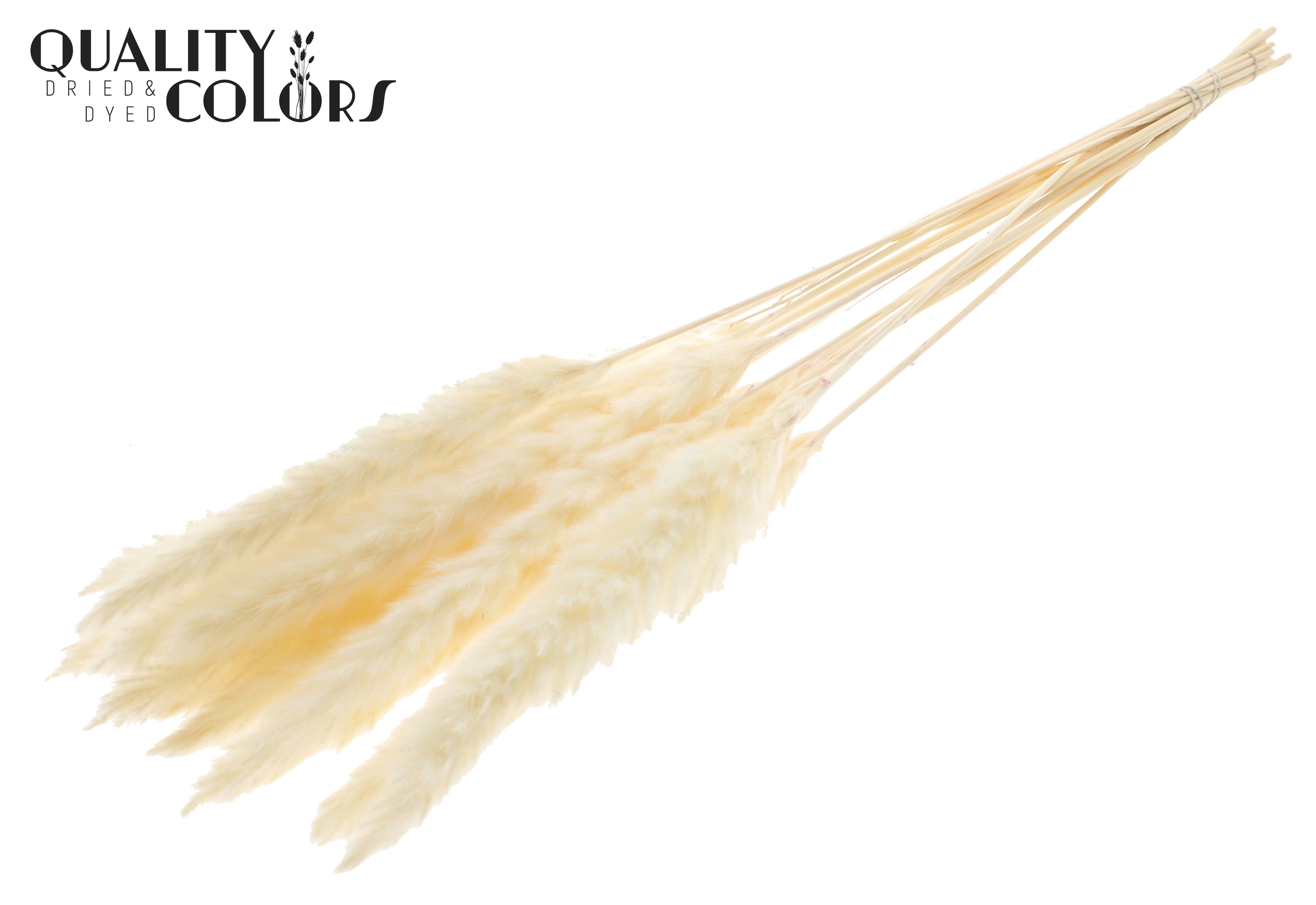 Fluffy Pampas Bleached Per Bunch 70cm