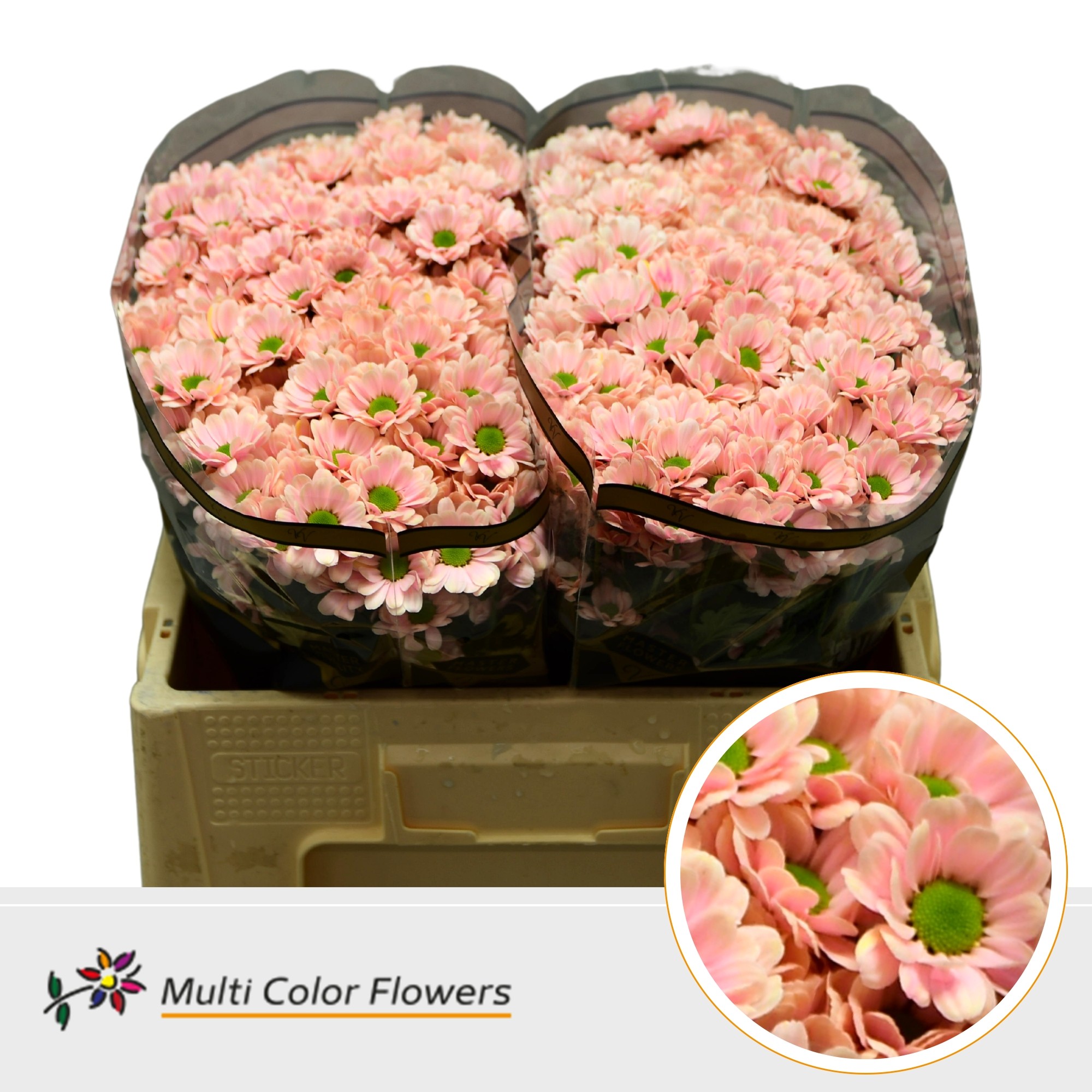 Chrysanth Santini Painted Bowie Soft Peach 55cm 44gr.