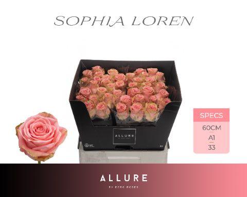Rosa Sophia Loren 60cm
