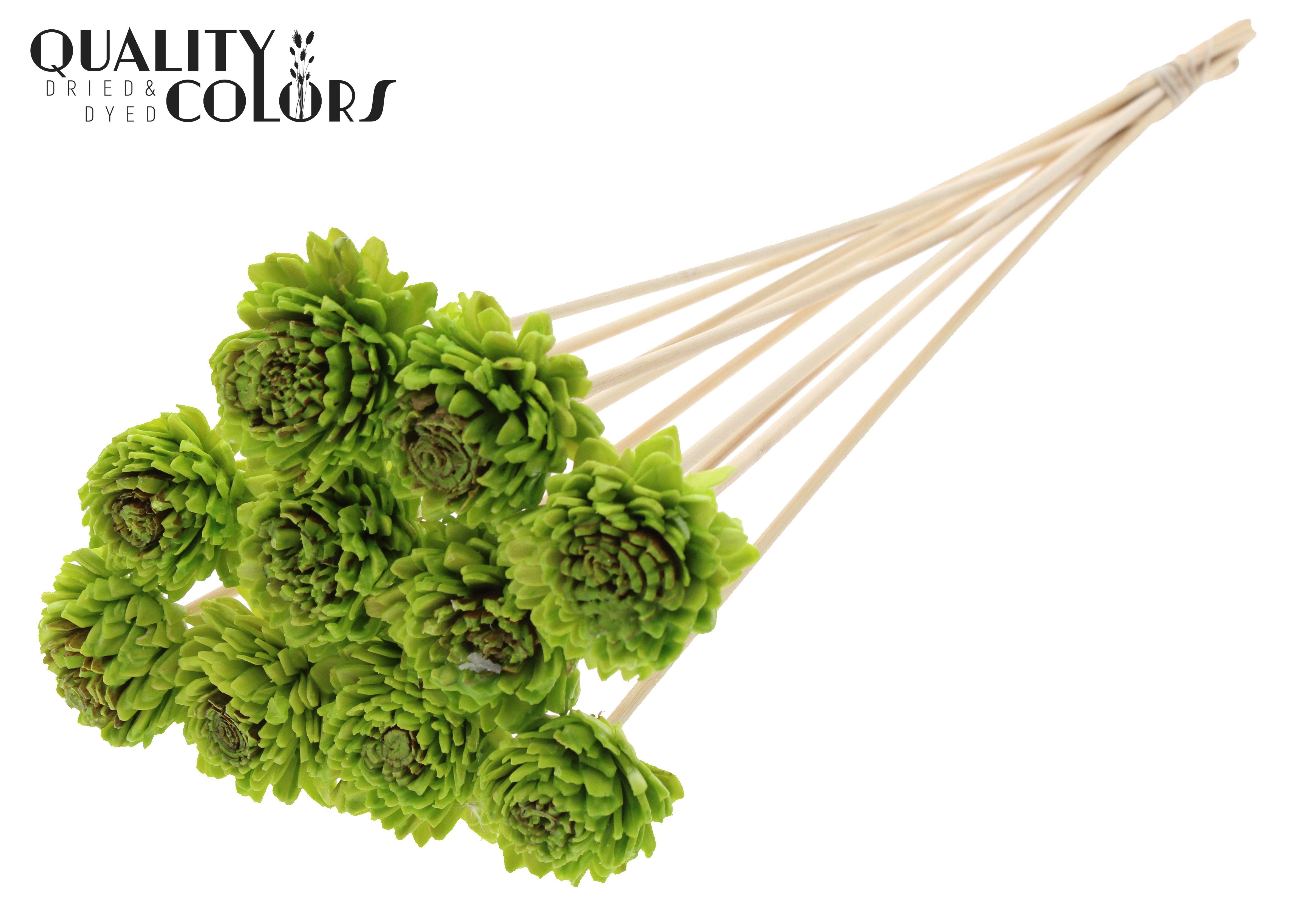 Shola Zinia Wax Light Green 50cm