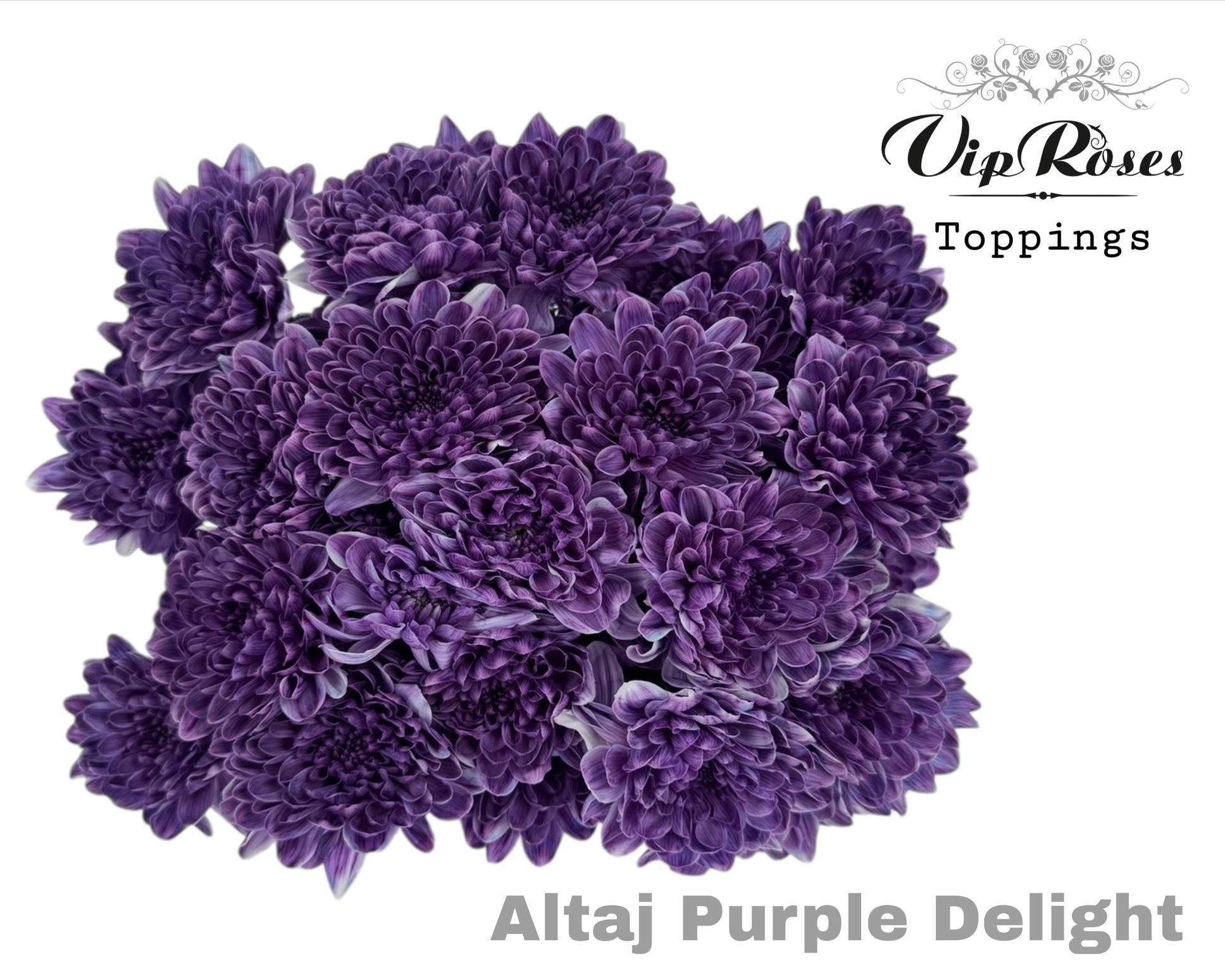 Chr T Altaj Purple Delight