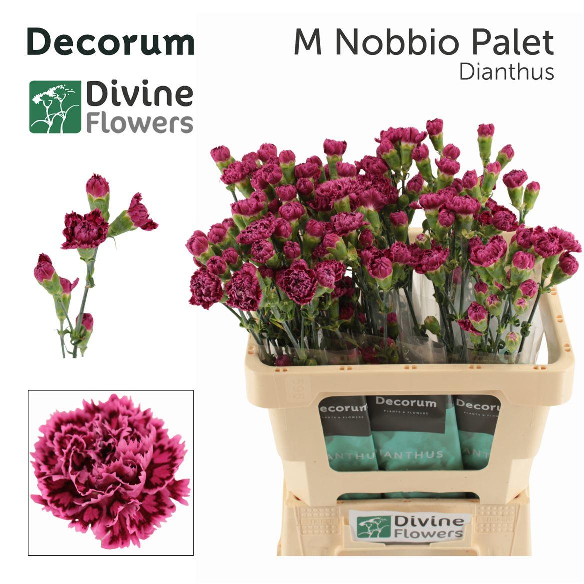 Di Tr M Nobbio Palet