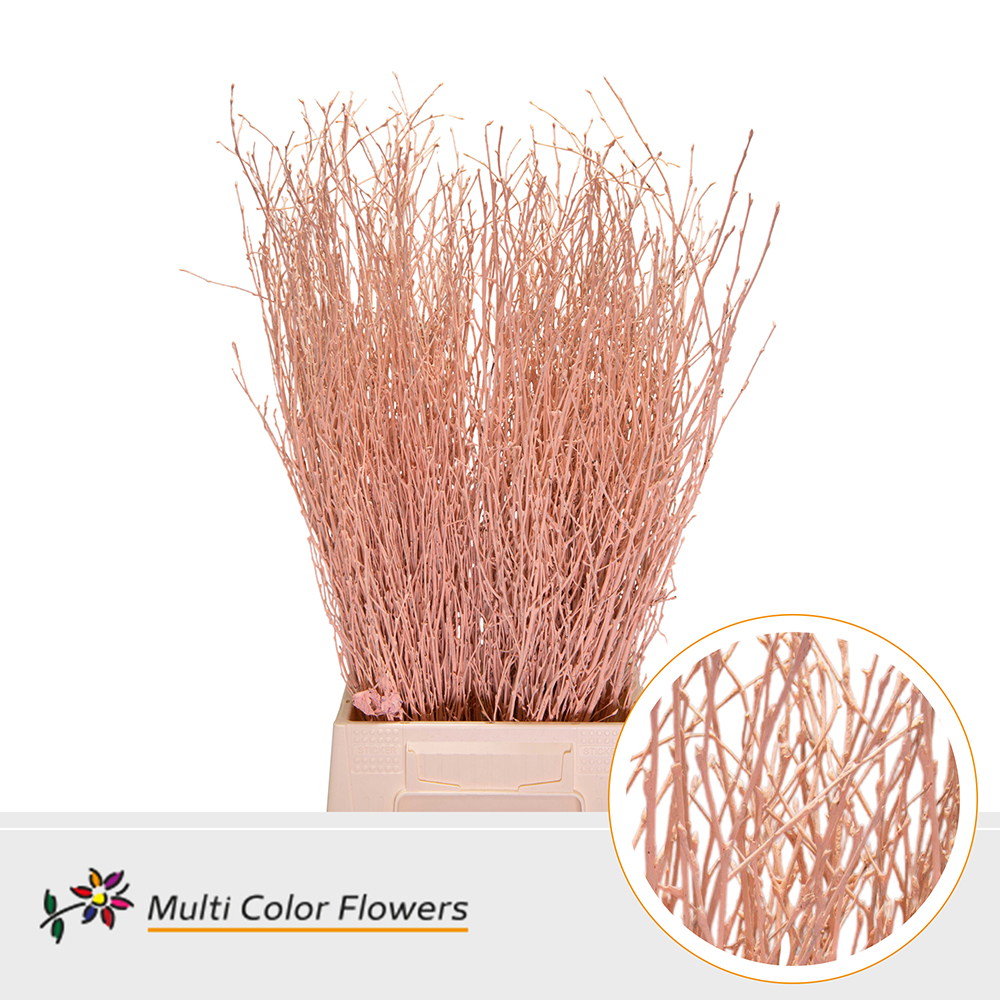 Betula Painted Apricot Per Bunch 70cm