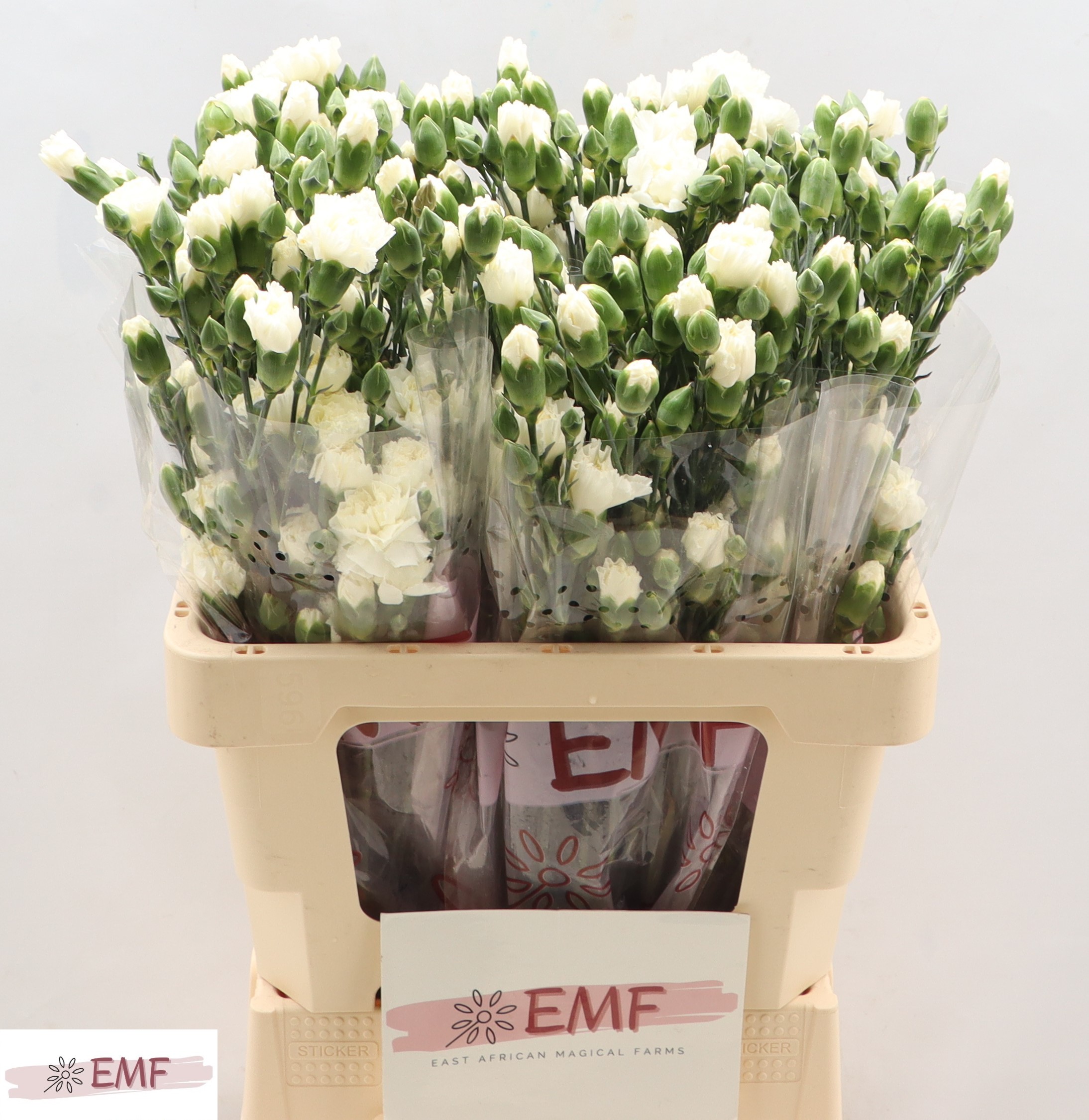Dianthus Spray Milky Way 65cm
