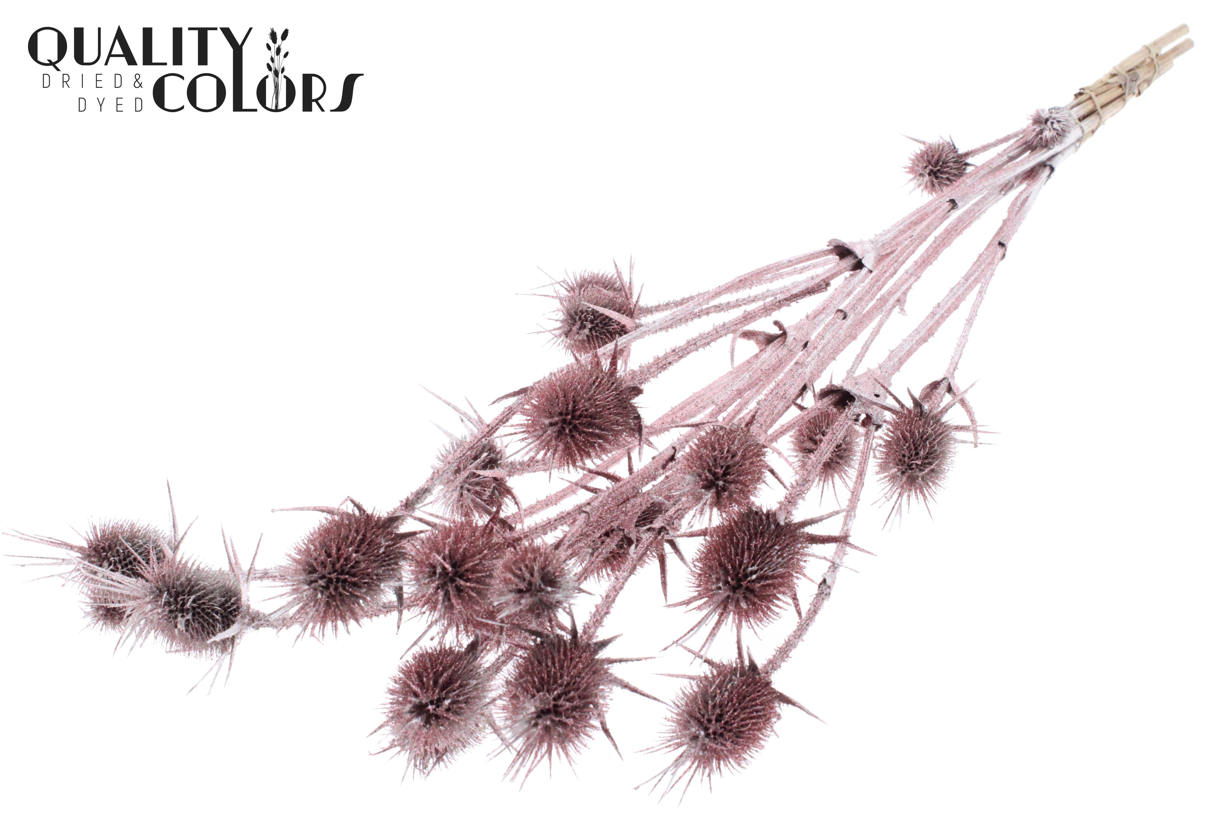Eryngium Champagne + Glitter Per Bunch 70cm