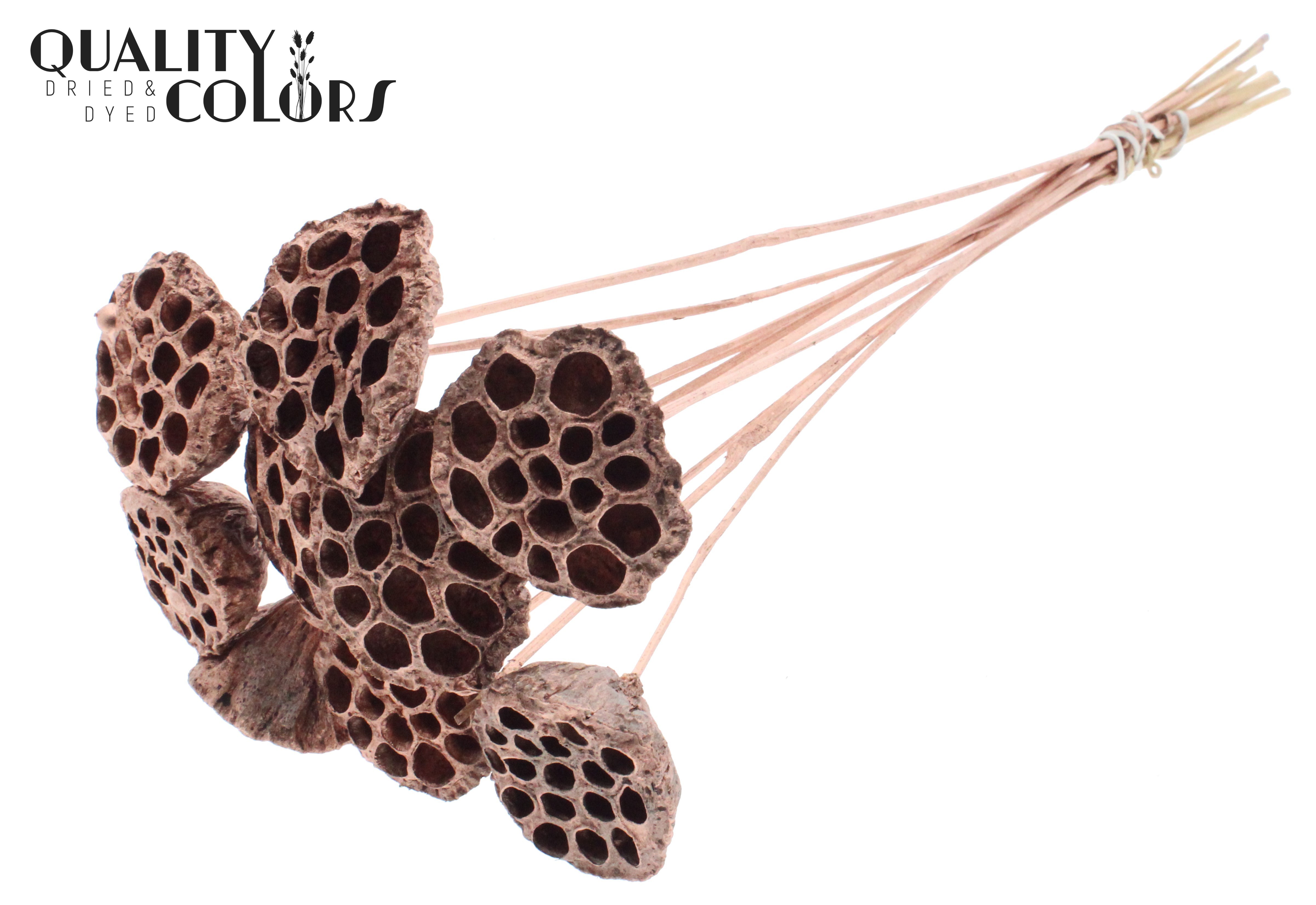Lotus Copper 50cm