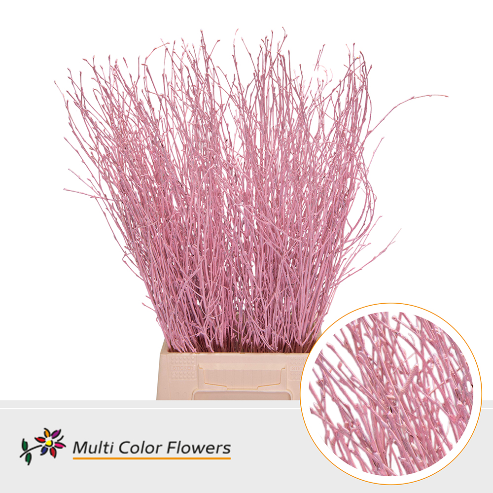 Betula Painted Light Pink 70cm