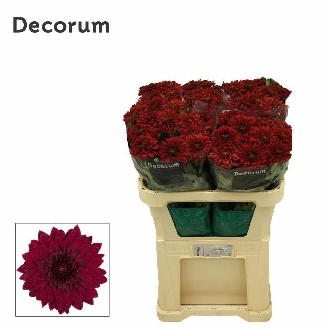 Chrys Single Pip Red 70cm 85gram