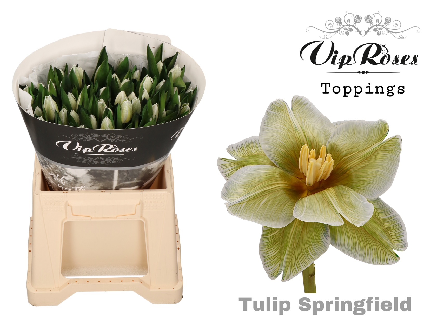 Tulipa Vip Springfield 40cm 38gram