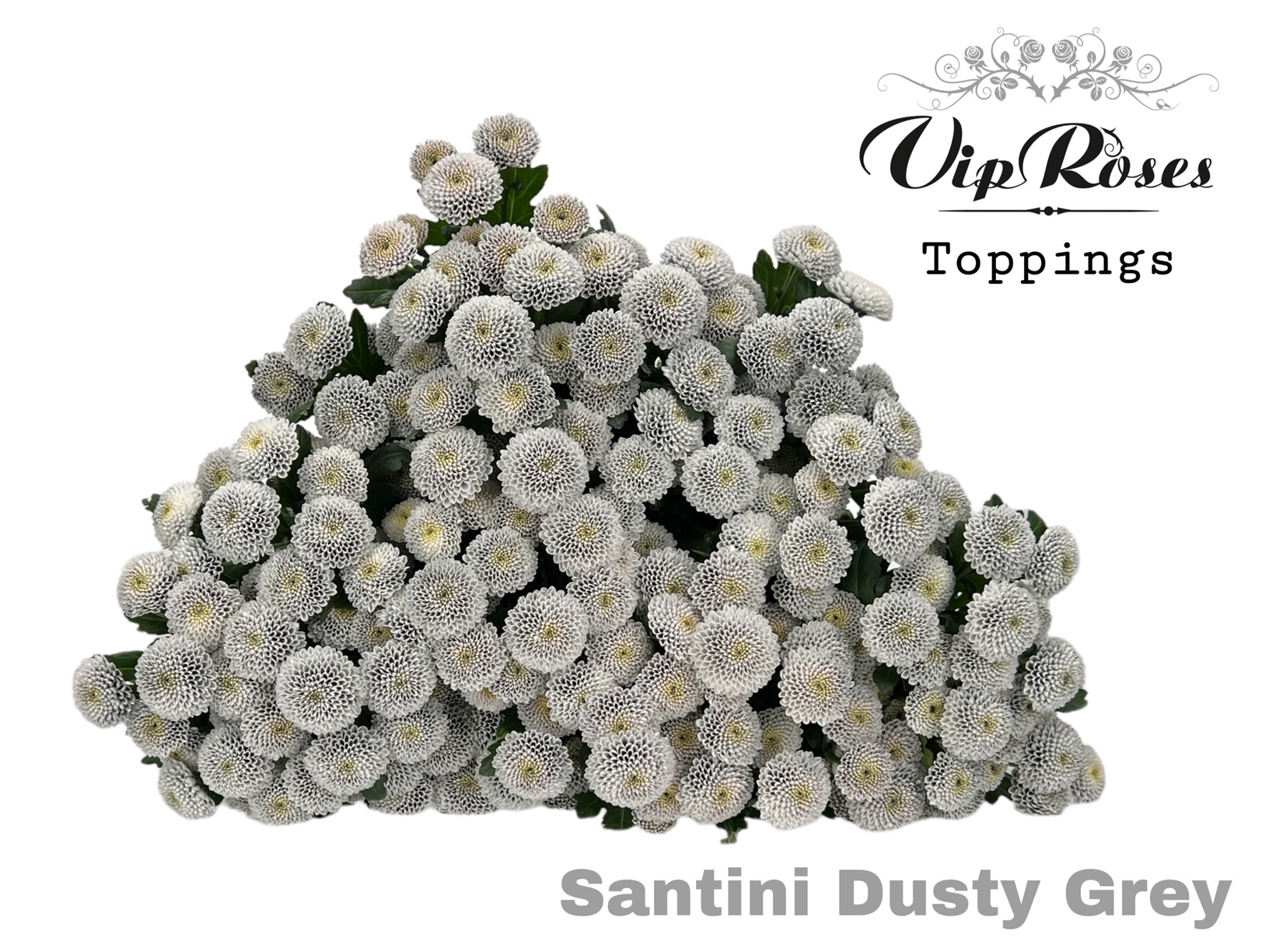 Chrys Santini Vip Dusty Grey 50cm