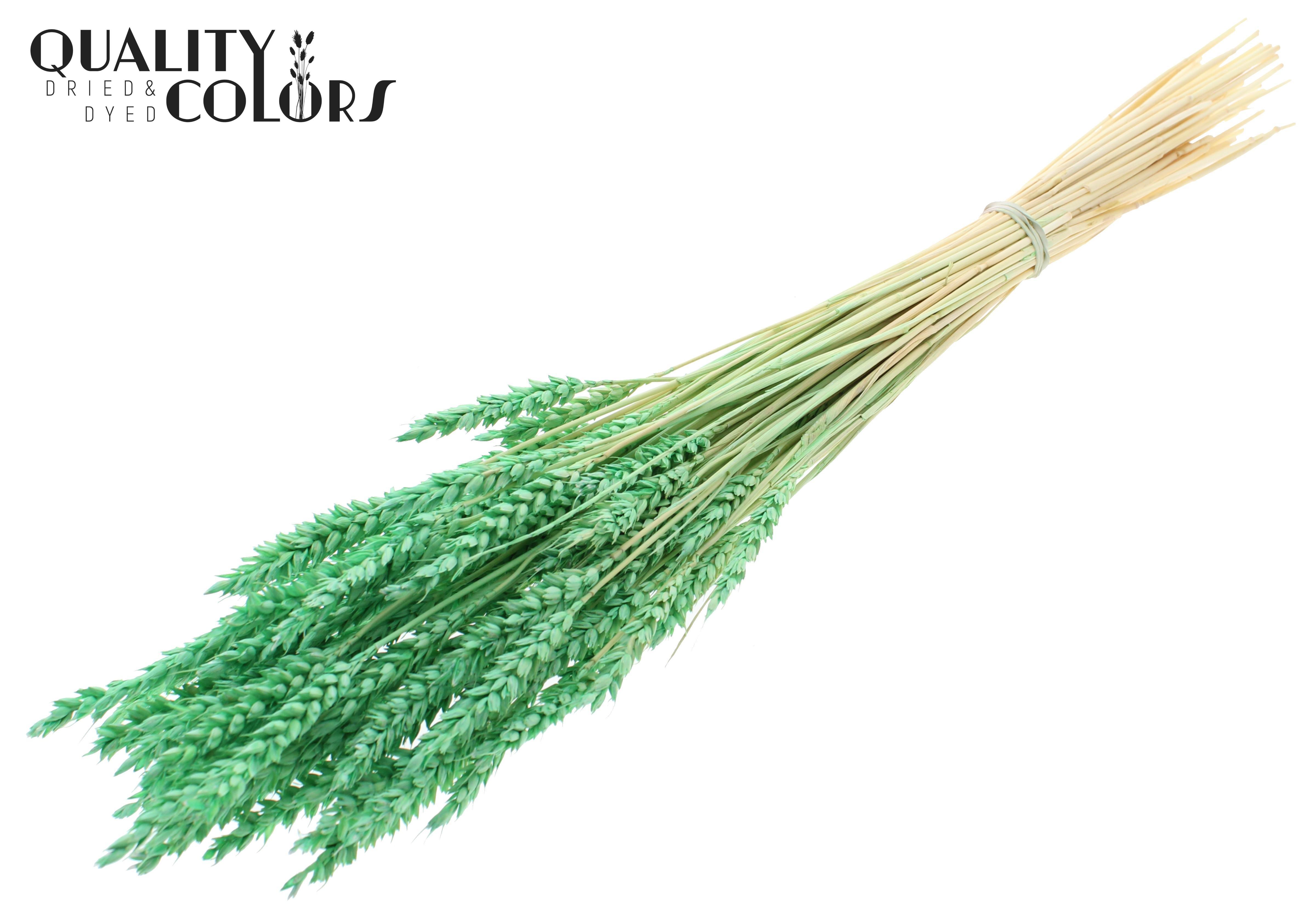 Triticum Intense Mint Per Bunch 60cm