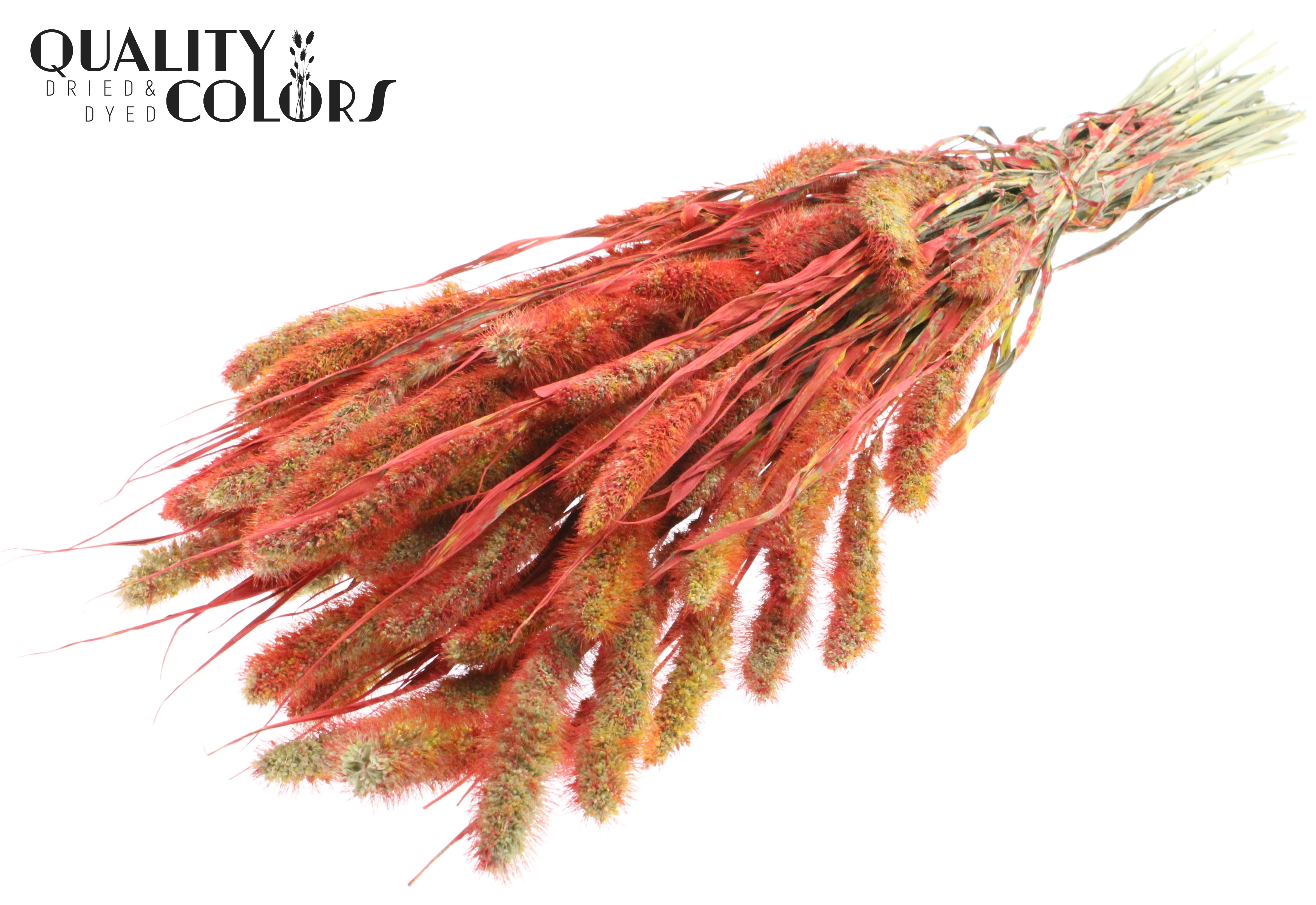 Setaria Multicolour Red Per Bunch 70cm
