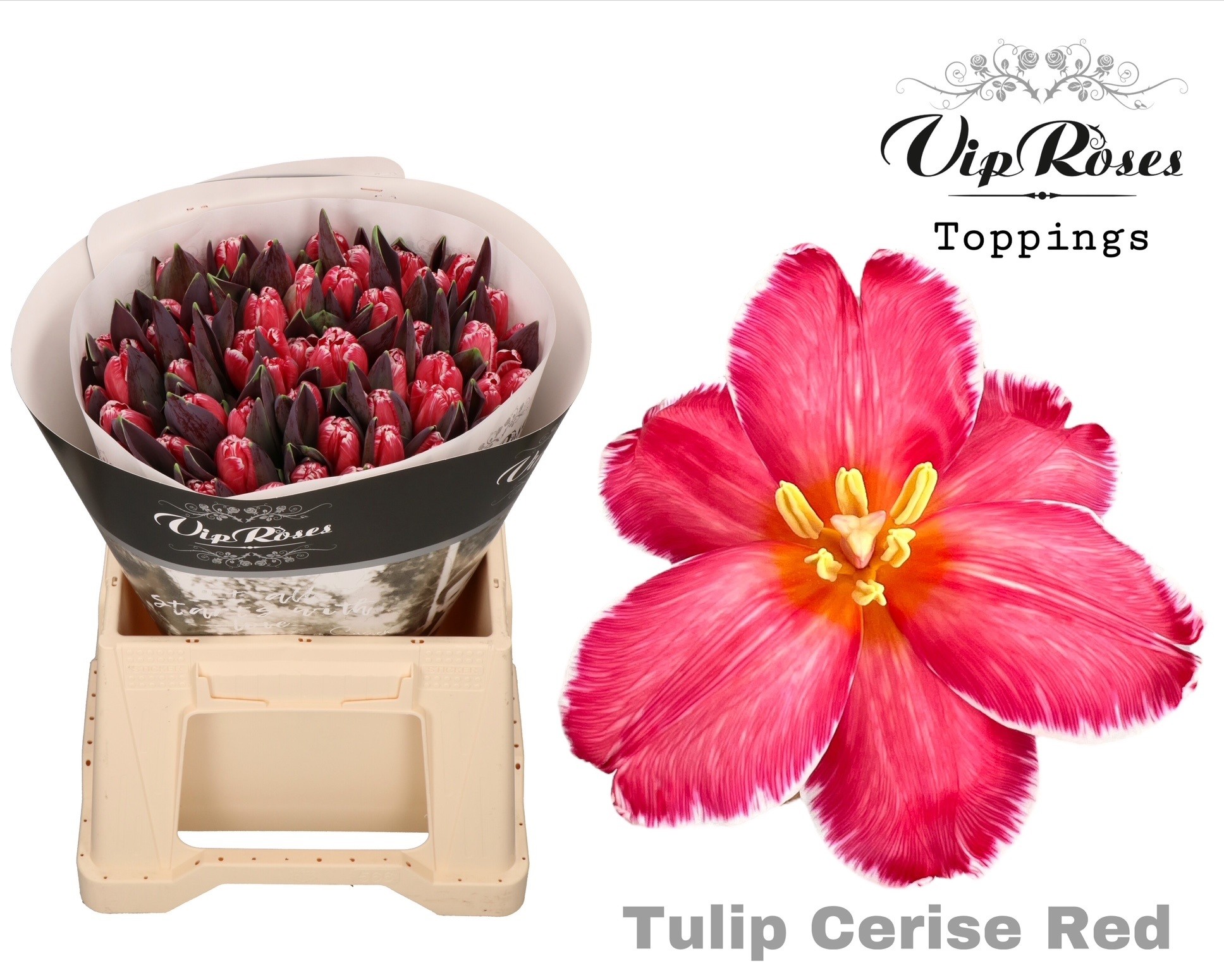 Tulipa Dyed 40cm 38gram
