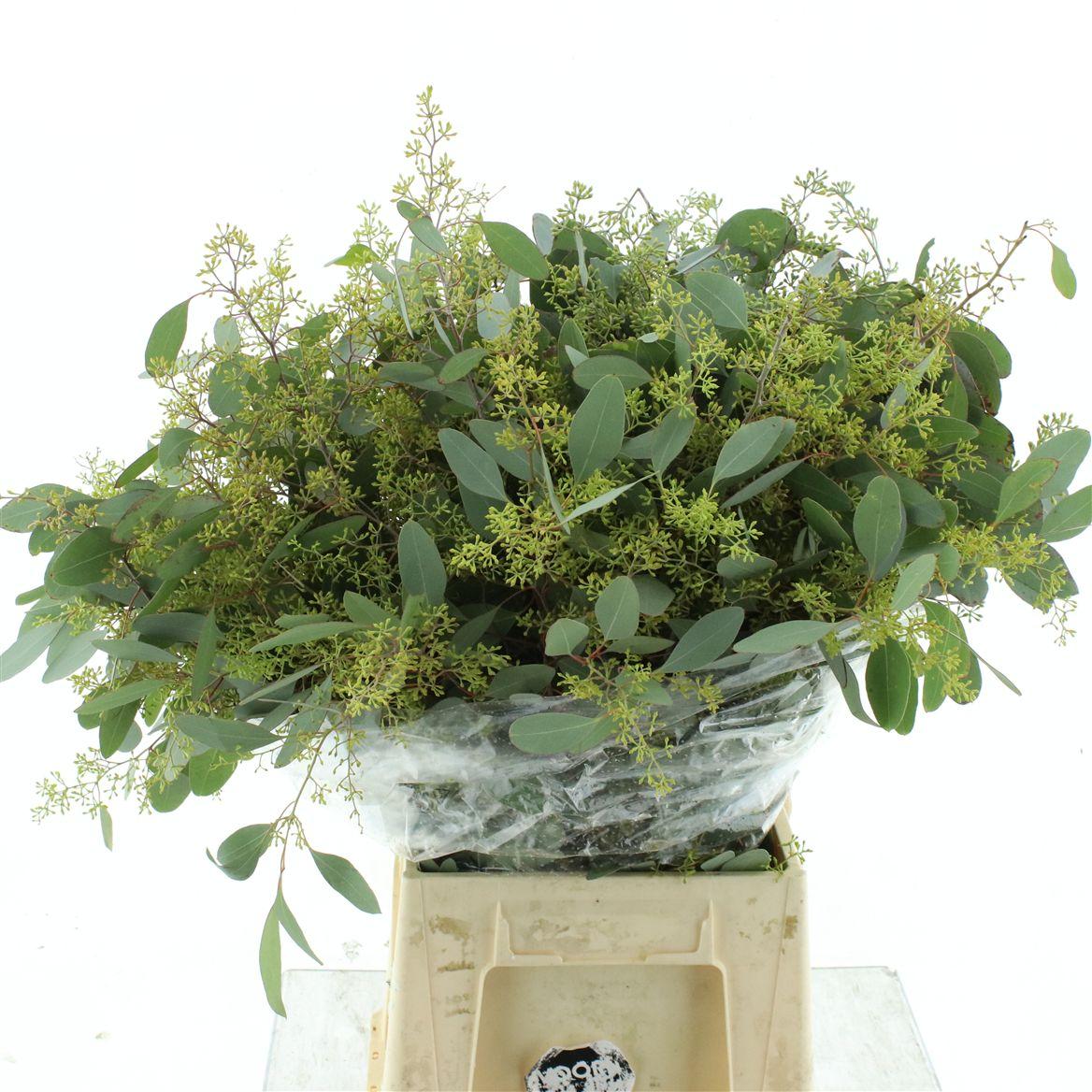 Euca Populus Berries Long 200gr
