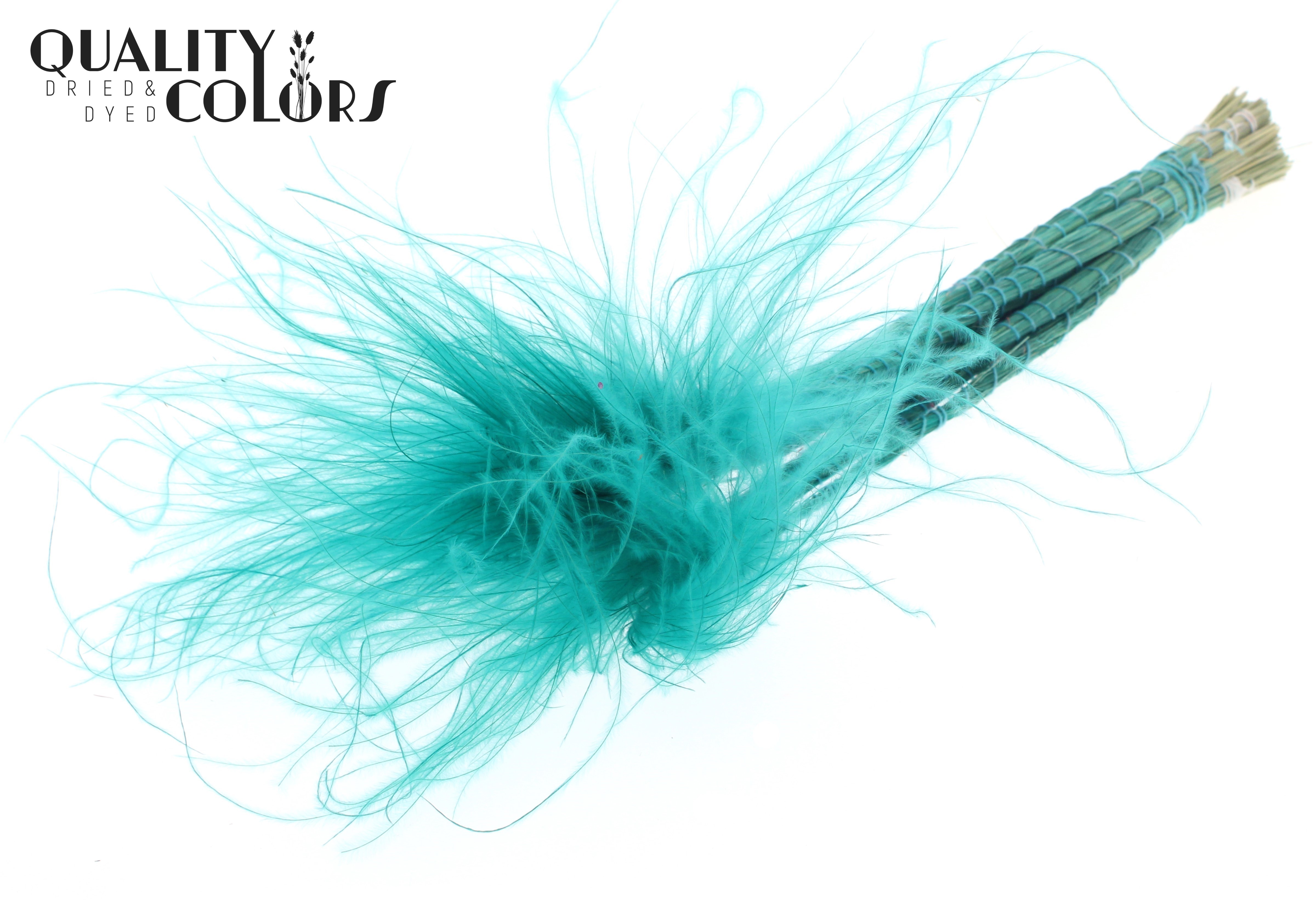 Stypha Turquoise Per Bunch 60cm