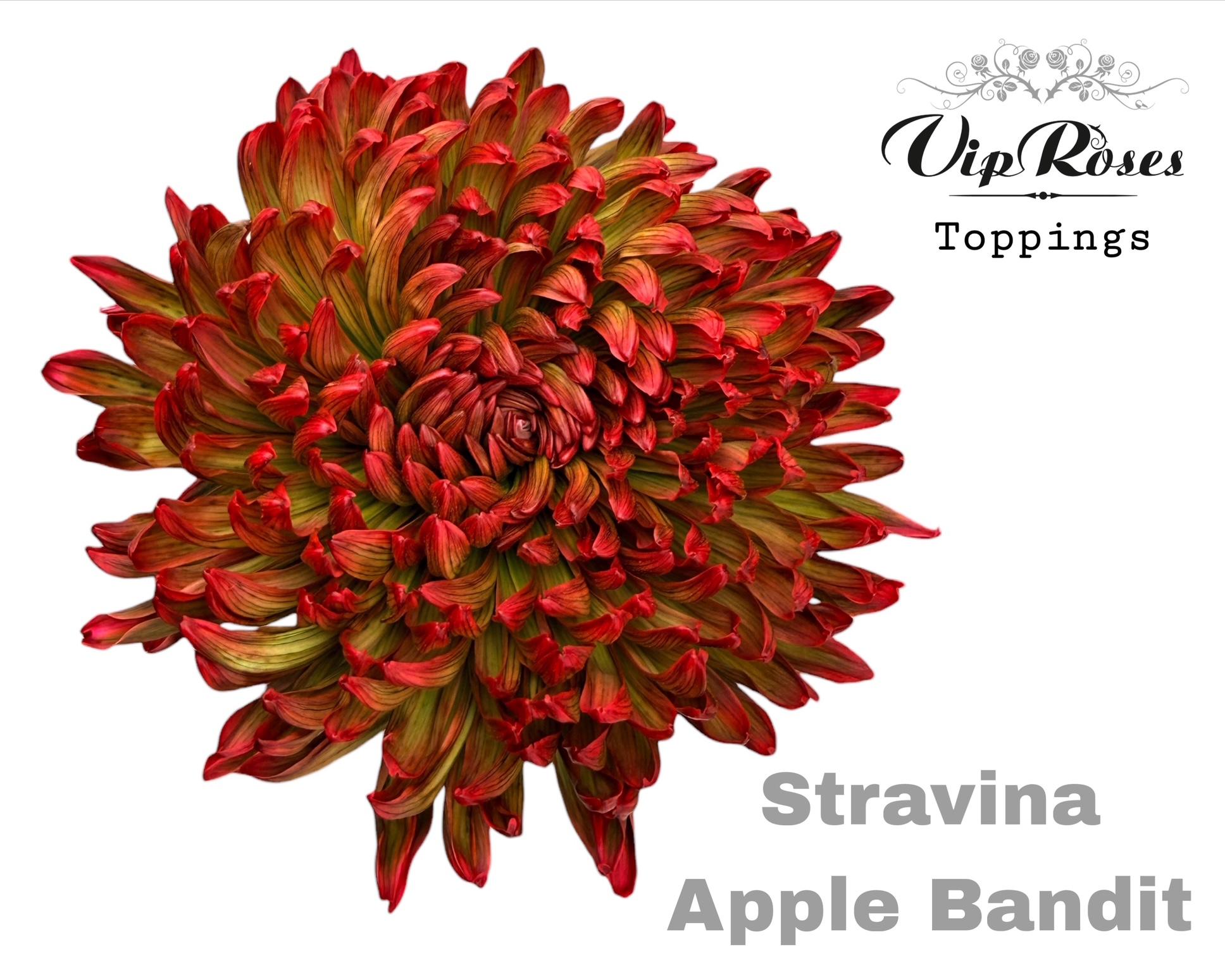 Chr G Stravina Apple Bandit 65 cm